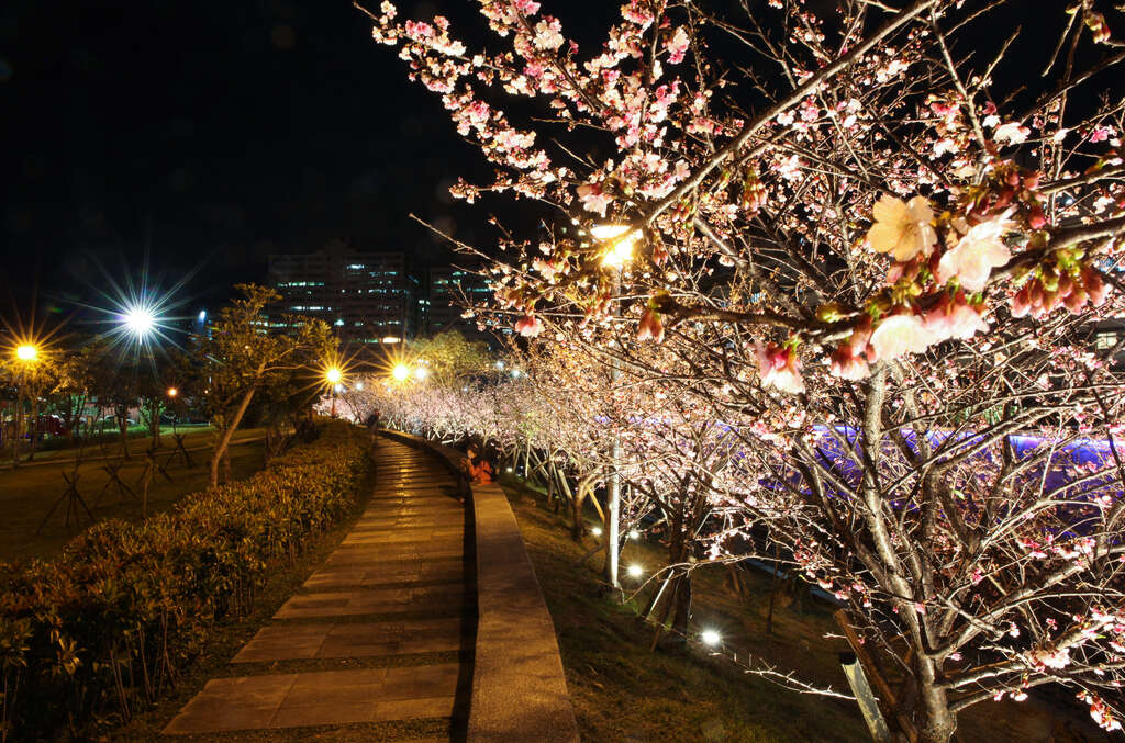 圖2樂活公園櫻花林
