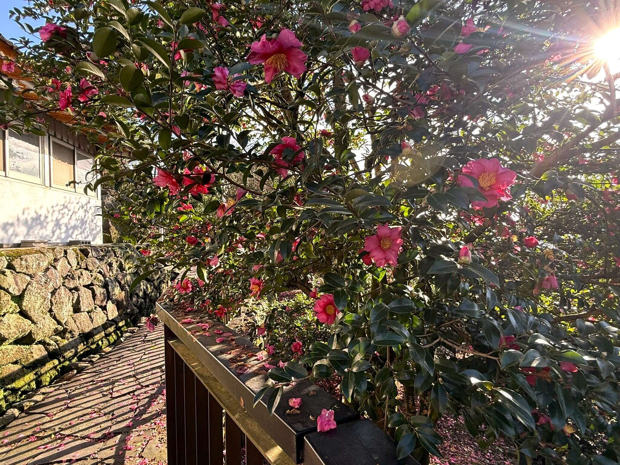 水圳步道旁的茶花正开（图片来源：台北市政府工务局大地工程处）