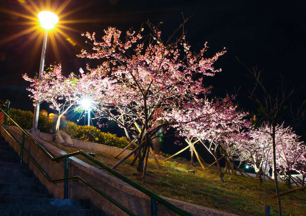 圖6樂活公園櫻花林