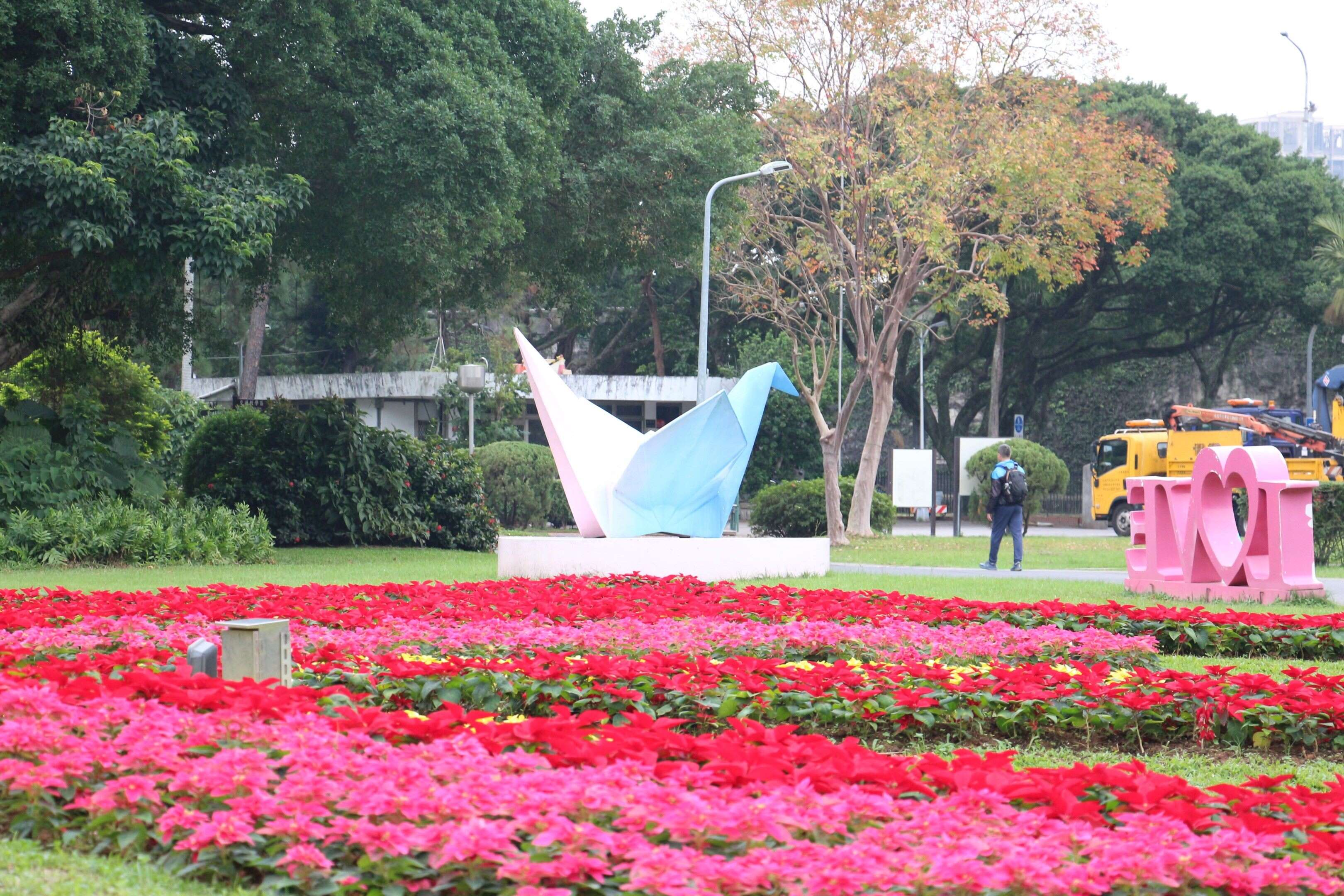 青年公園花鐘前換個角度彷彿紙雕般徜徉於聖誕紅中（圖片來源：臺北市政府工務局公園路燈工程管理處）