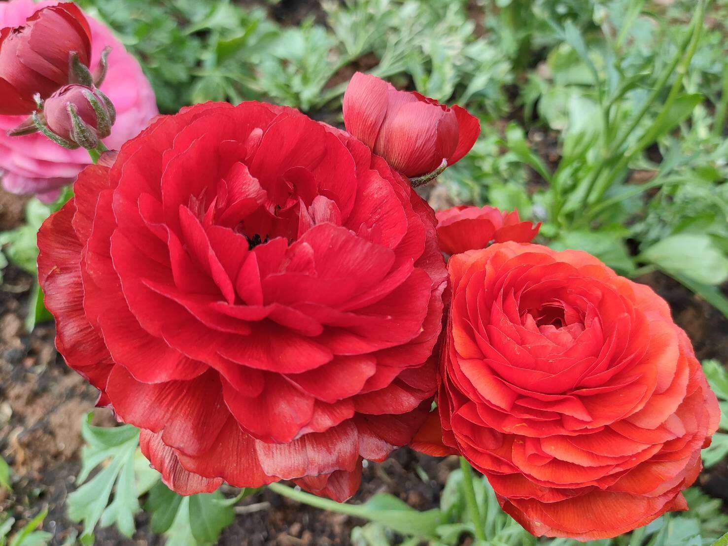 瑰麗無極限·陸蓮花身形纖細，但花形十分華麗大氣。（圖片來源：臺北市政府工務局公園路燈工程管理處）