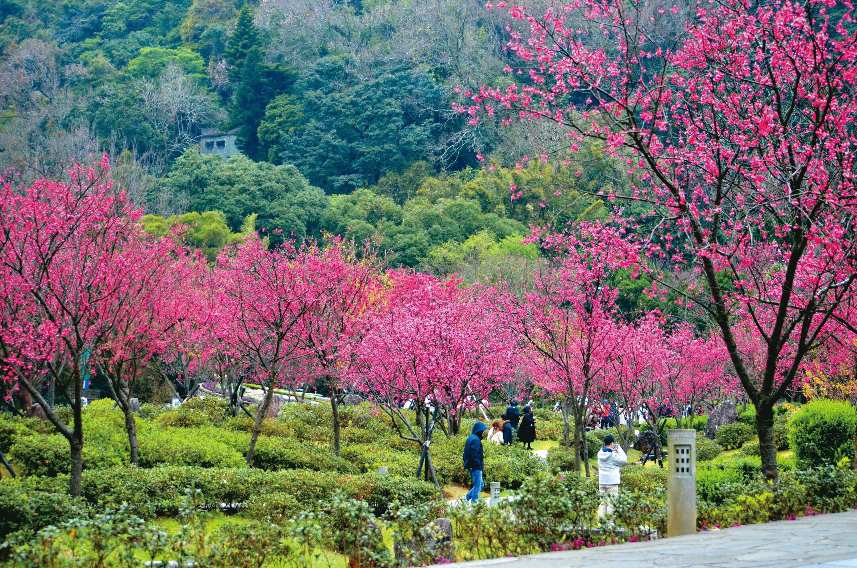 阳明山花季期间，花钟周边的樱花绵延成浪漫的春日景致。（图／台北市工务局公园路灯工程管理处）