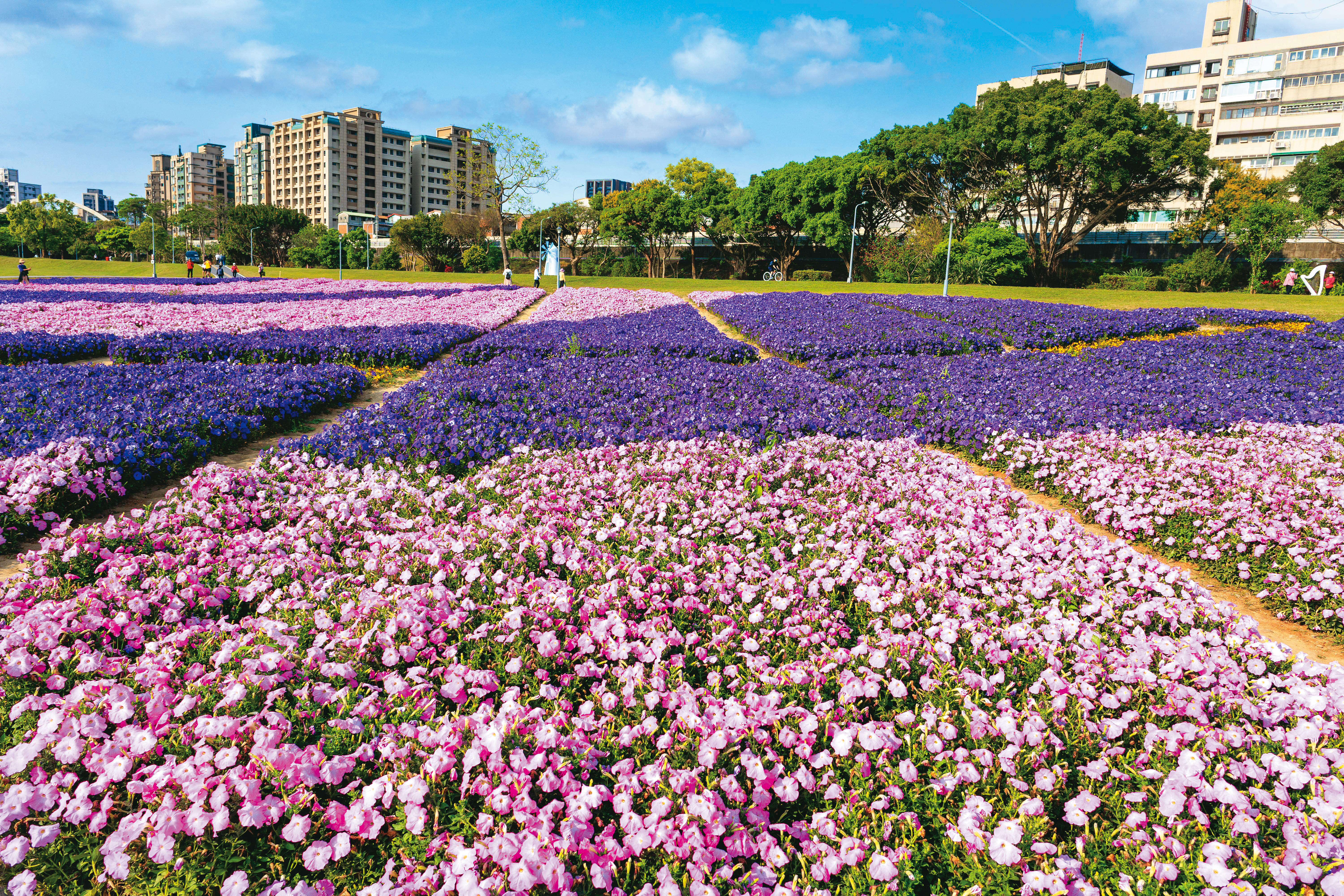 P42-43 城市指南-1台北市工務局水利工程處-在古亭河濱公園可遠眺整片花海。（資料照／台北市工務局水利工程處）
