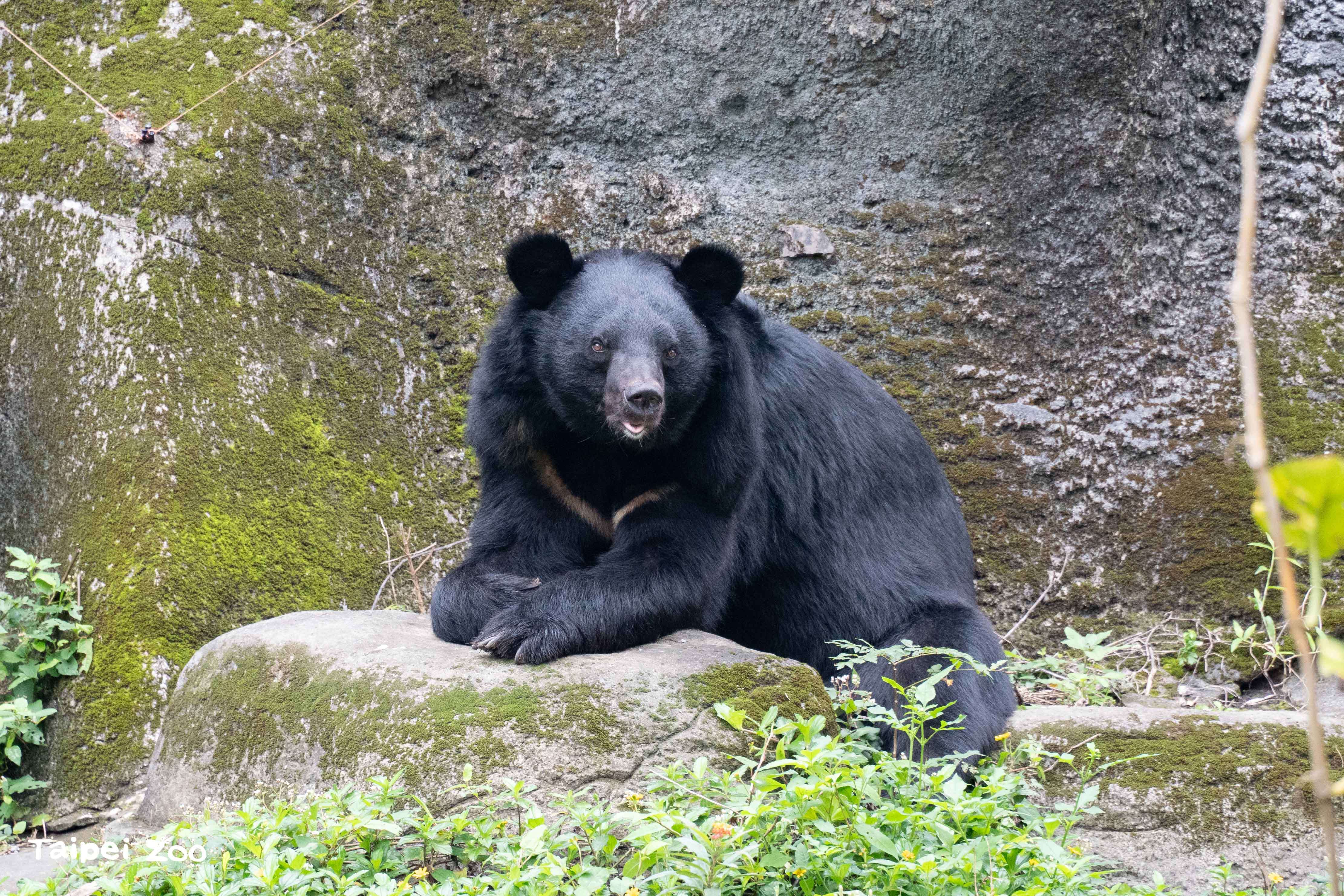 透過行為豐富化設施能讓動物園照養的動物獲得心理和生理的正向刺激，增加表現自然行為的機會。（圖片來源：臺北市立動物園）