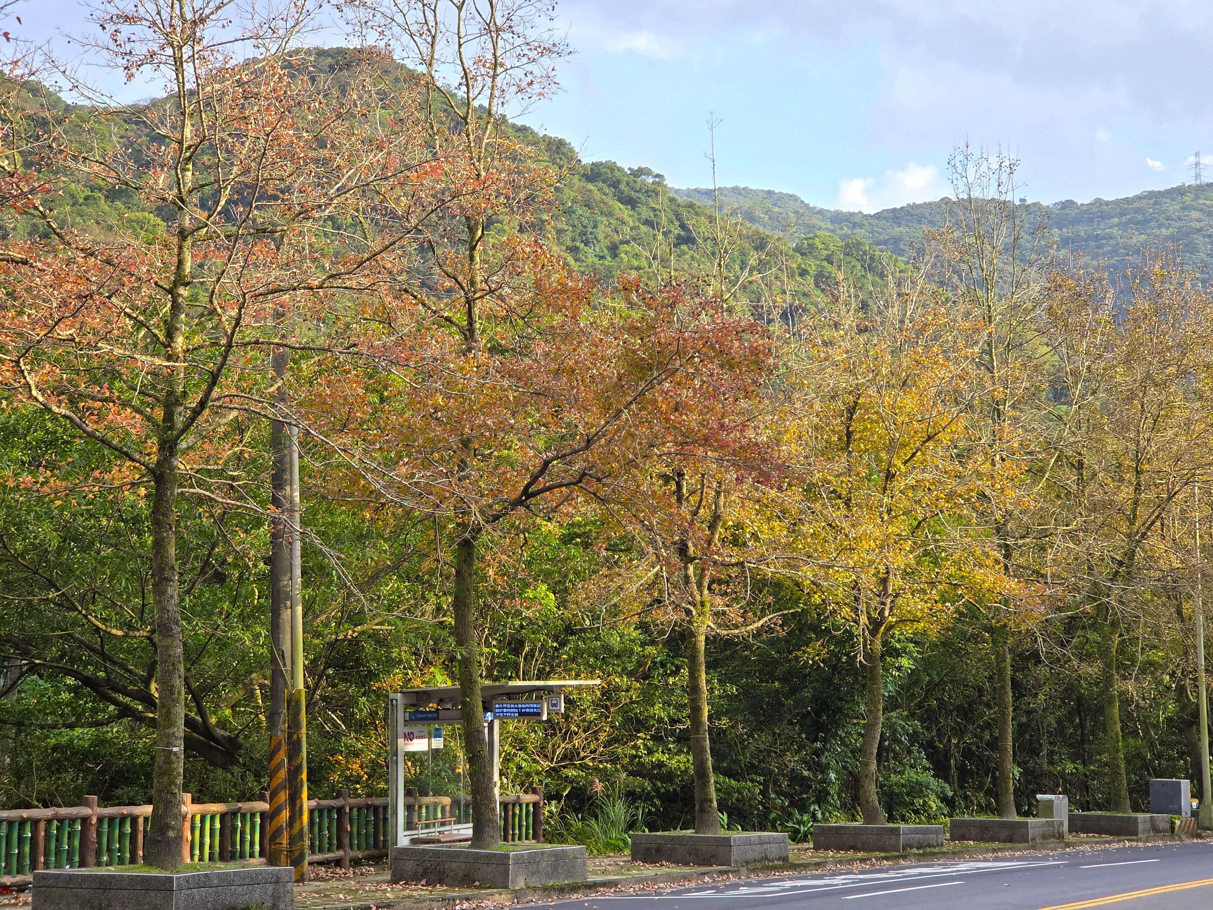 Like a fire in winter, the maple leaves in Taipei 