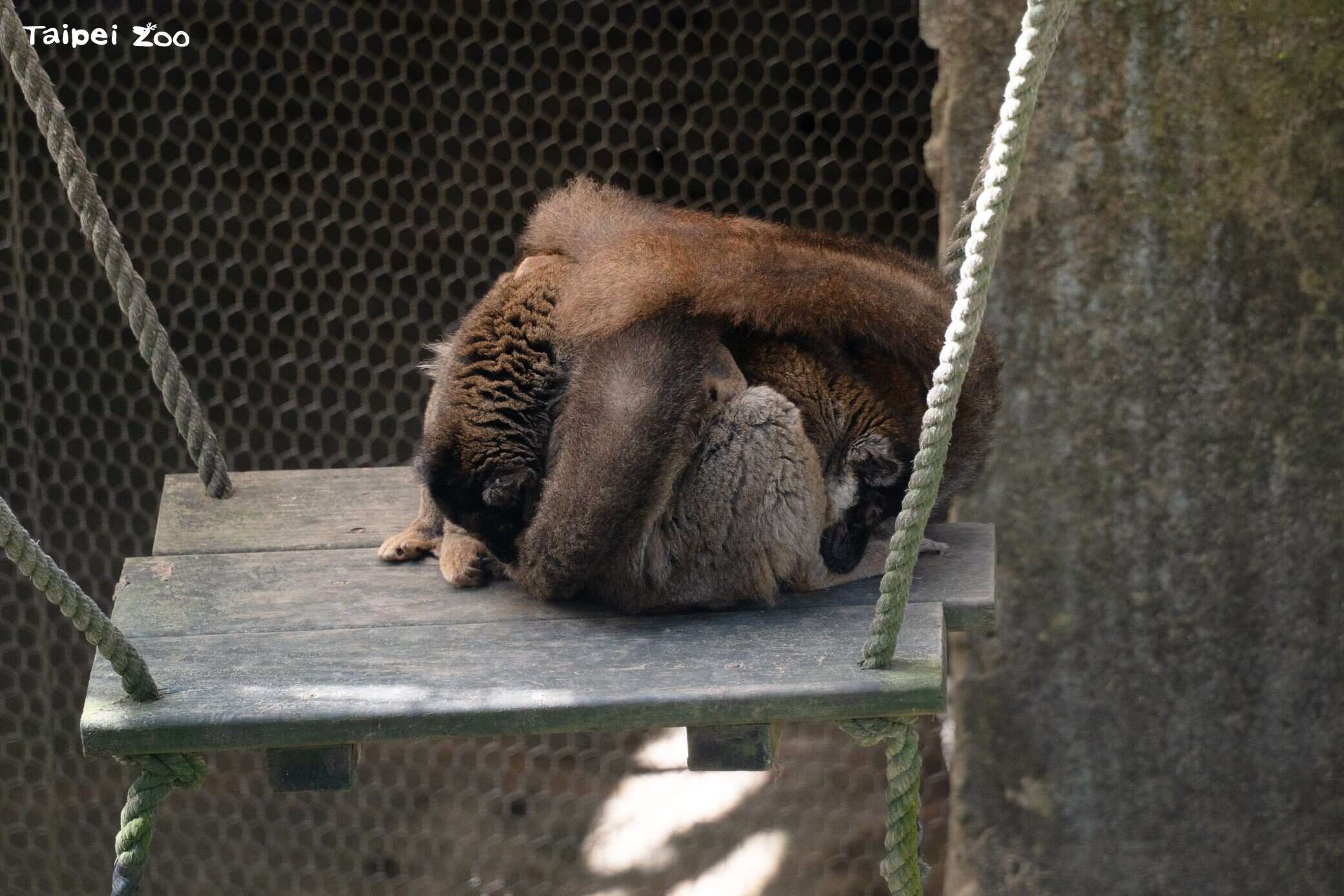 褐狐猴冬天時會將尾巴蓋在身上保暖。（圖片來源：臺北市立動物園）