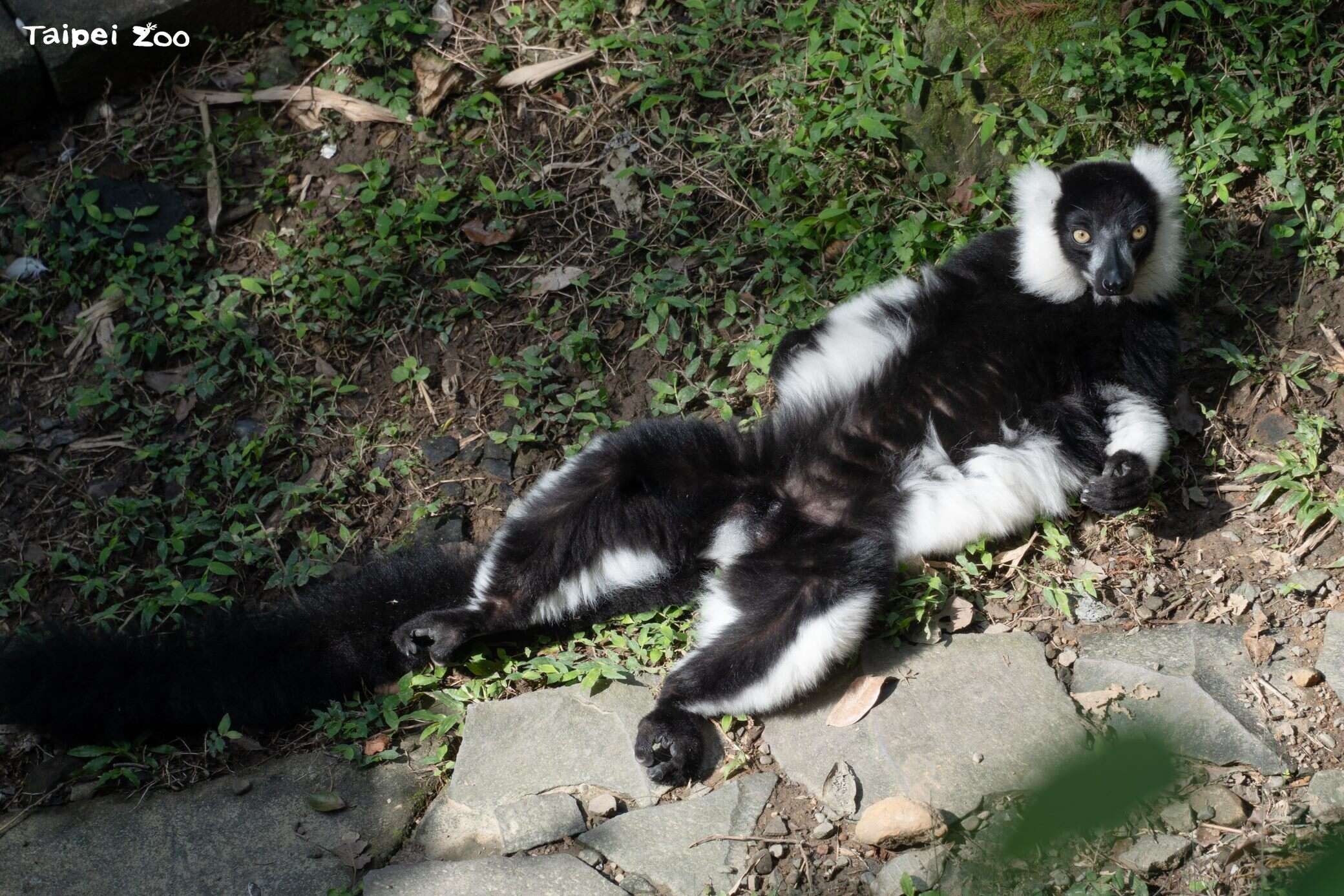 白頸狐猴喜歡躺臥曬太陽。（圖片來源：臺北市立動物園）