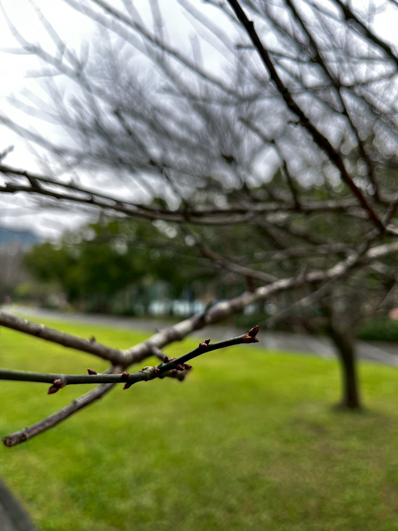 南港公園花影–休眠的梅花花芽（圖片來源：臺北市政府工務局公園路燈工程管理處）