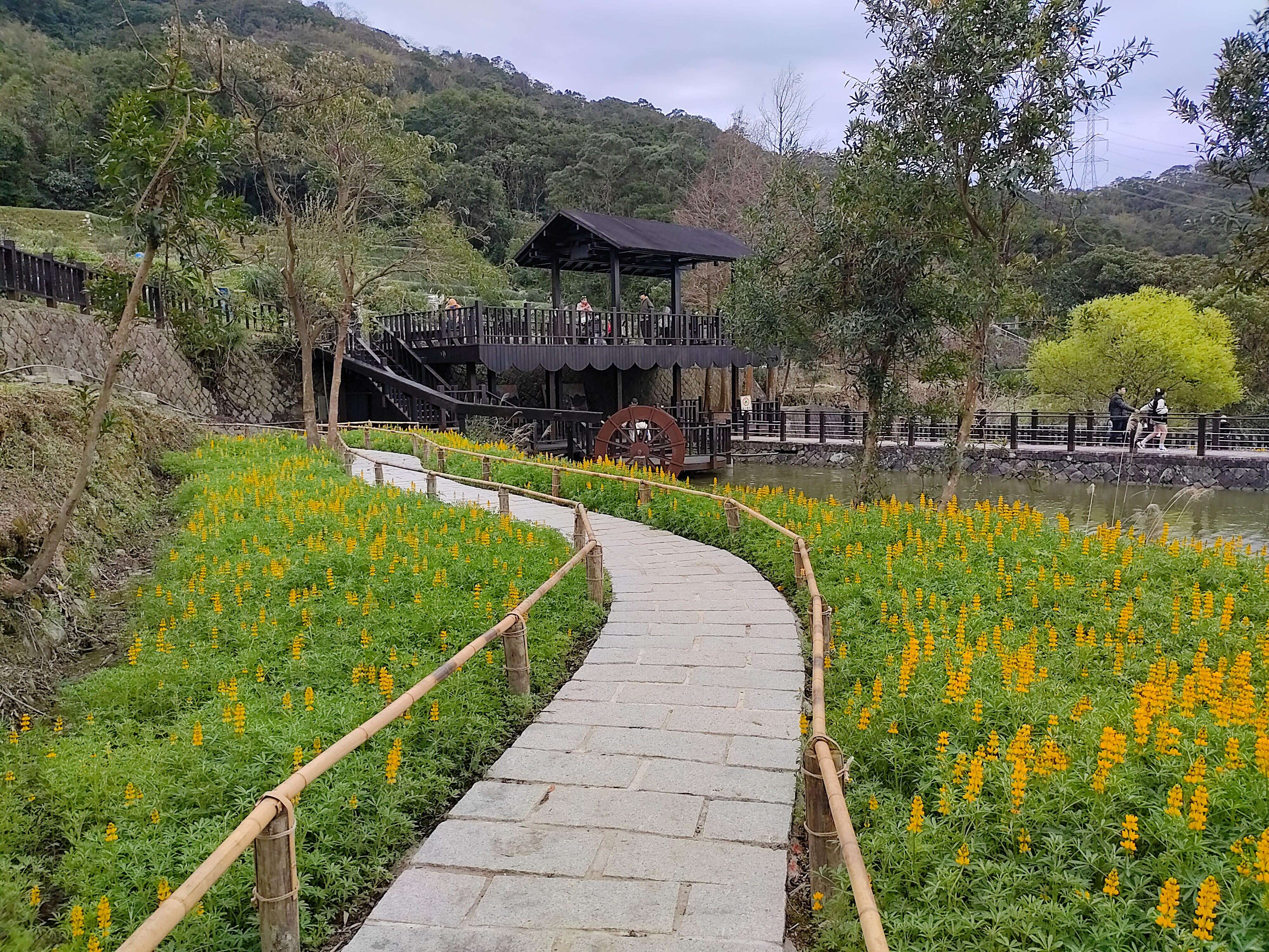 114年椿树步道花海（图片来源：台北市政府工务局大地工程处）