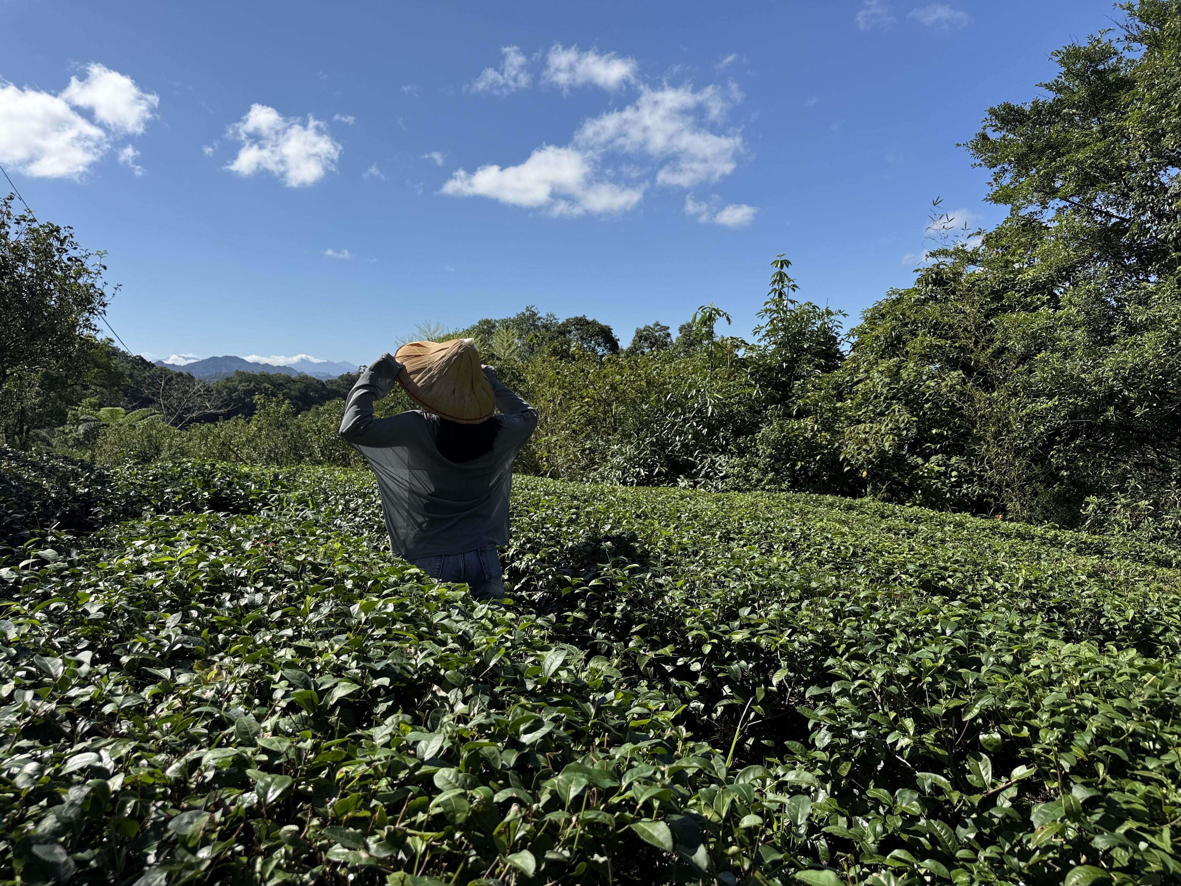 茶田（圖片來源：臺北市政府工務局大地工程處）