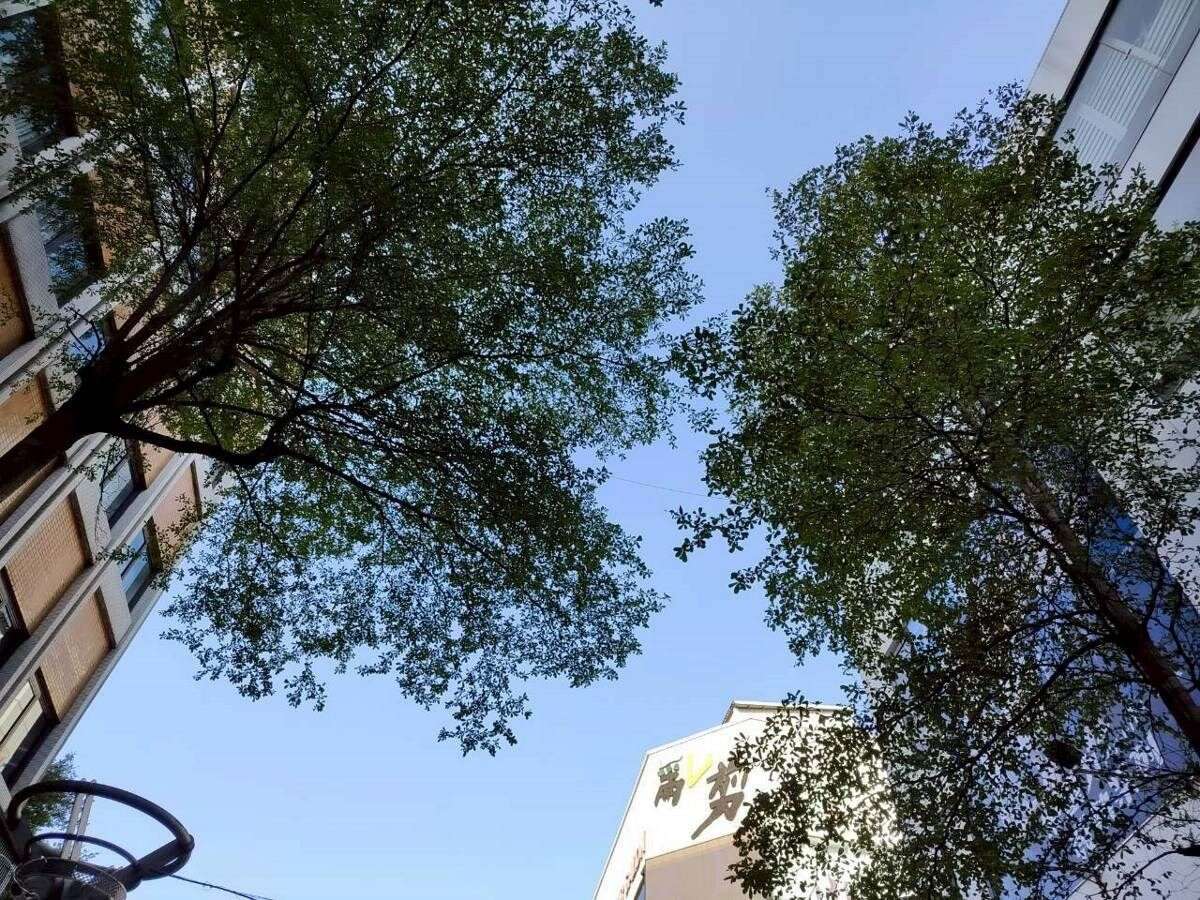 小葉欖仁樹，其樹形筆直，樹冠在提供林蔭與的同時，也在建築間增添了自然的綠化景觀（圖片來源：臺北市政府工務局公園路燈工程管理處）