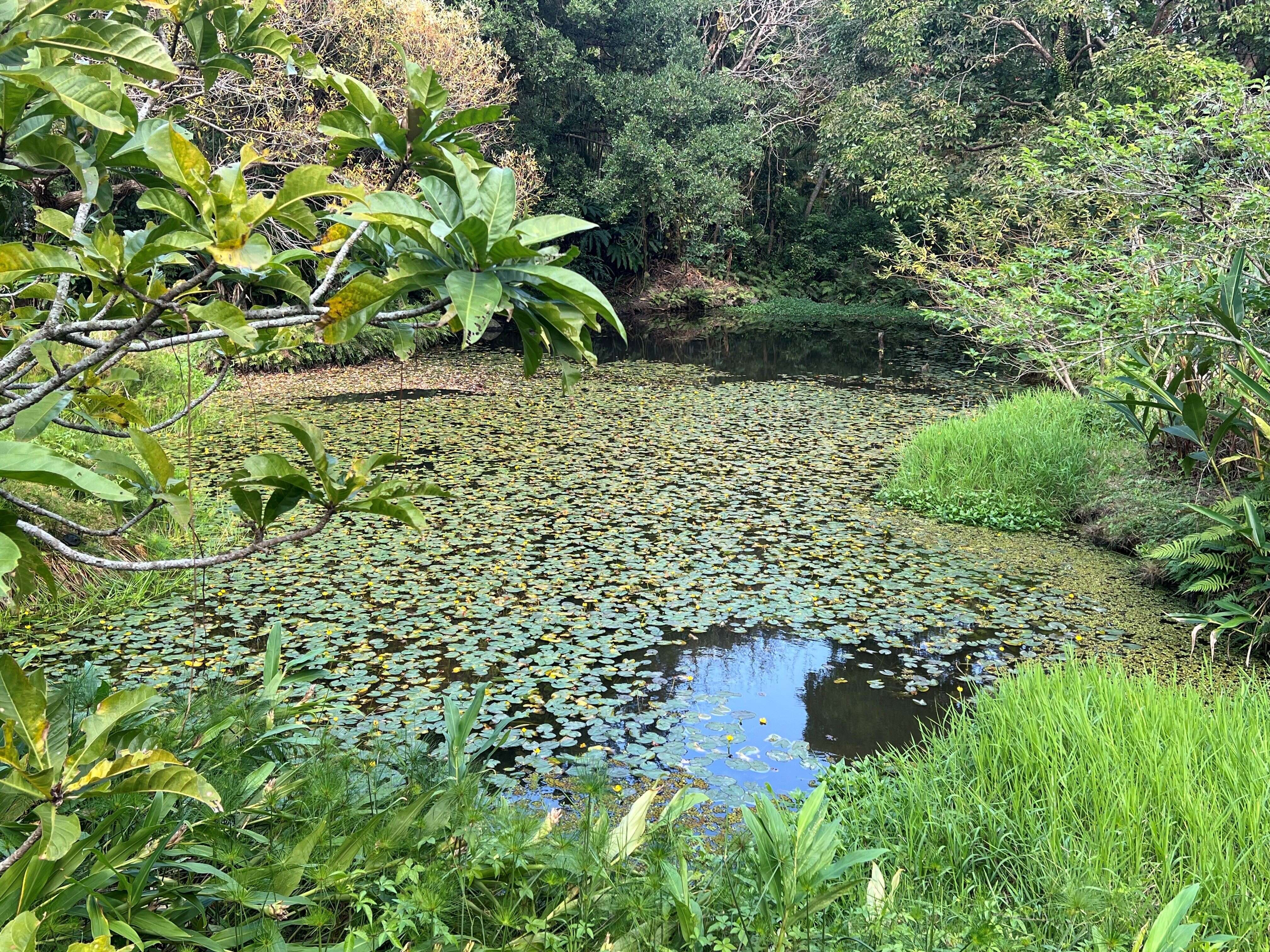 士林官邸「生態園」保留了原始自然的風貌，是新春期間遠離塵囂的城市綠寶石。（圖片來源：臺北市政府工務局公園路燈工程管理處）