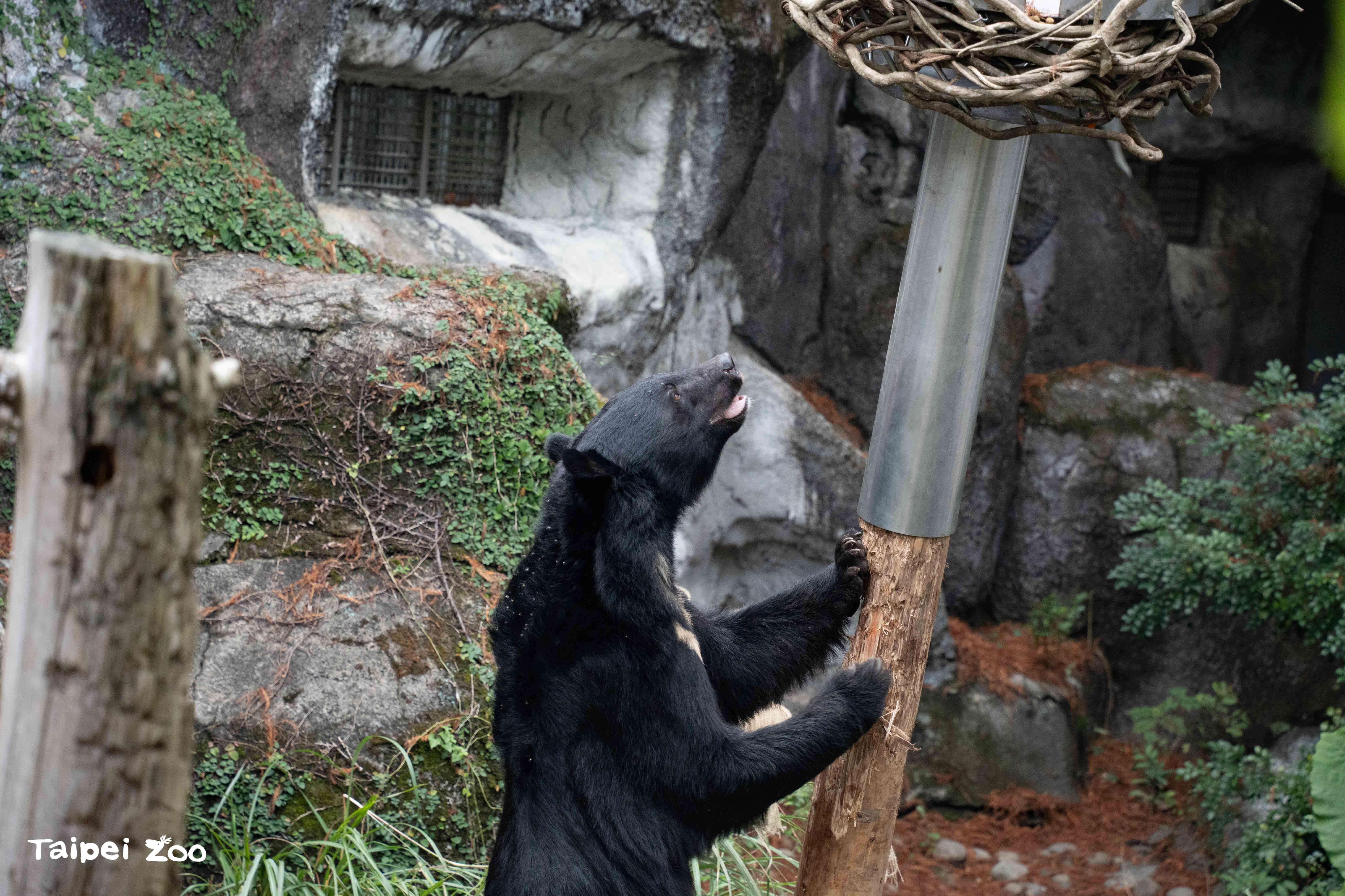 環境エンリッチメント施設「クロクマのぐらぐら柱」、探索の楽しさをプラス
