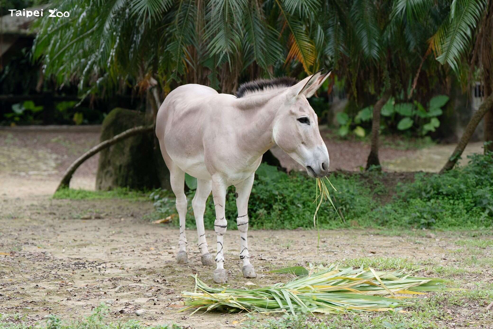 臺北市立動物園照養的非洲野驢屬於索馬利亞種。（圖片來源：臺北市立動物園）