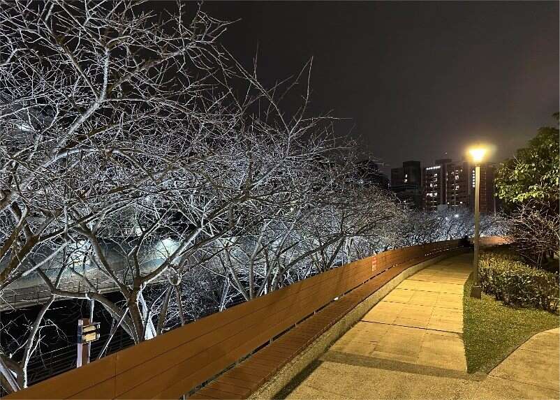公園處特別設計燈光照明，讓賞櫻民眾在月夜之下，享受另一種櫻花之美。（圖片來源：臺北市政府工務局公園路燈工程管理處）