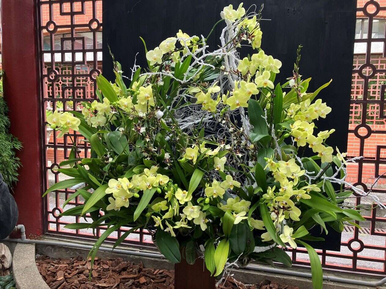 運用黃色系蝴蝶蘭搭配深色系文心蘭與白色枯樹枝，交織出水滴型架構（圖片來源：臺北市政府工務局公園路燈工程管理處）