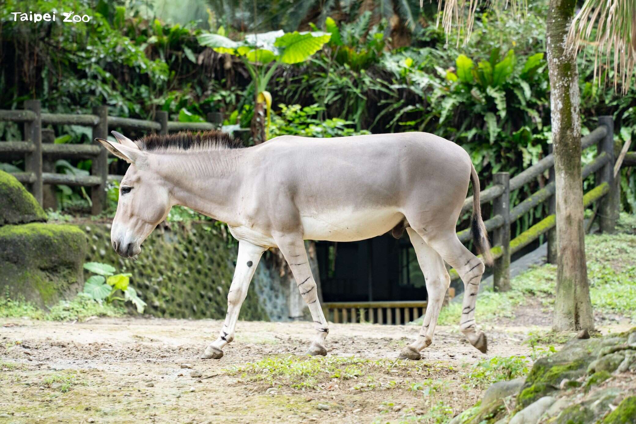 絶滅危惧のアフリカ野ロバに注目!