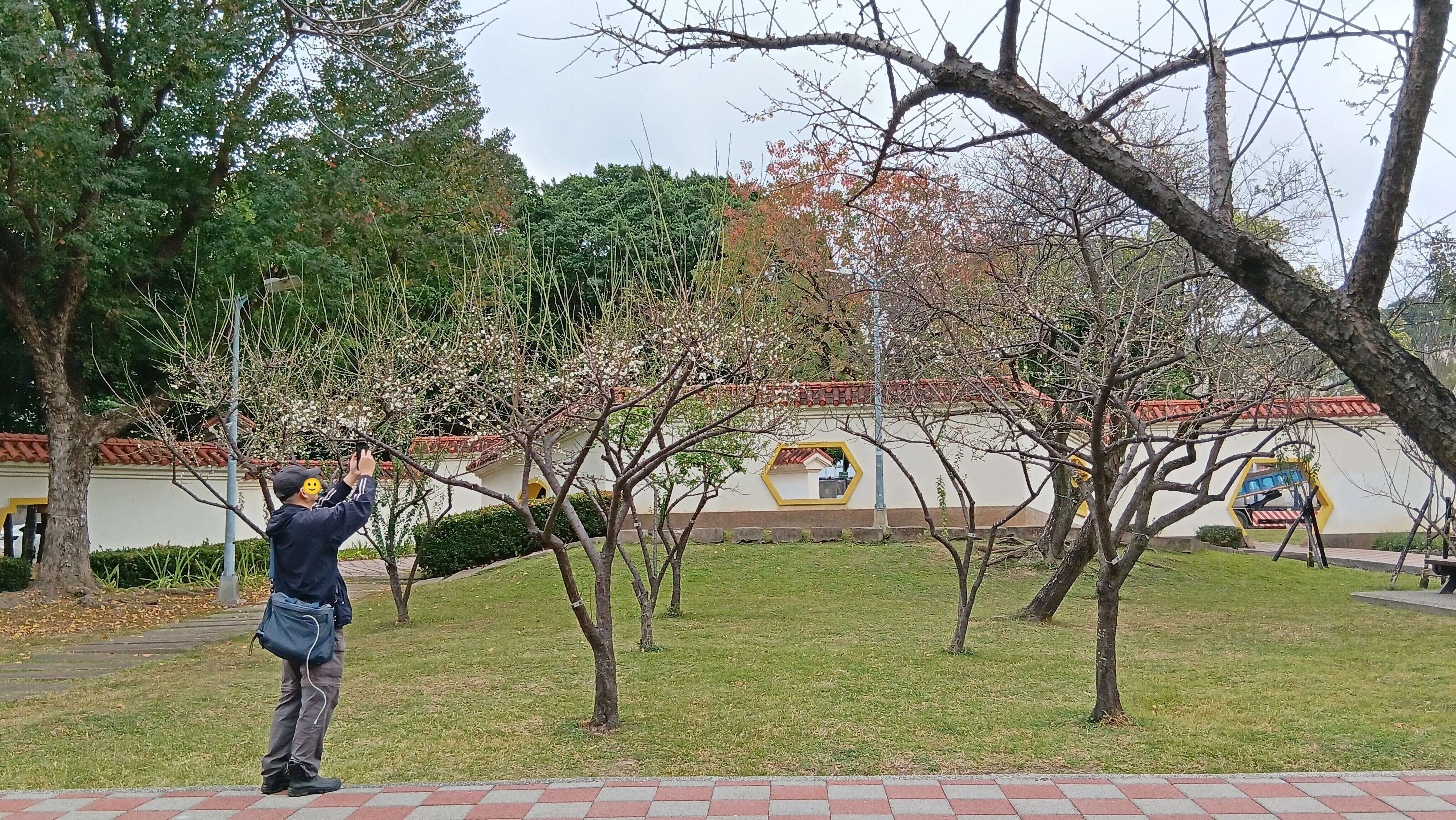 士林官邸と志成公園で梅の花が続々と開花