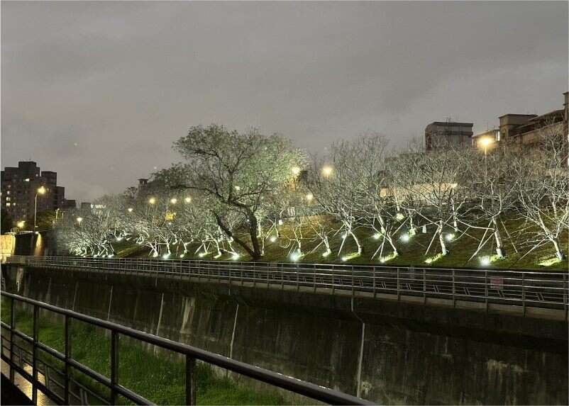 幻想的な夜桜に酔いしれる「楽活夜桜祭」