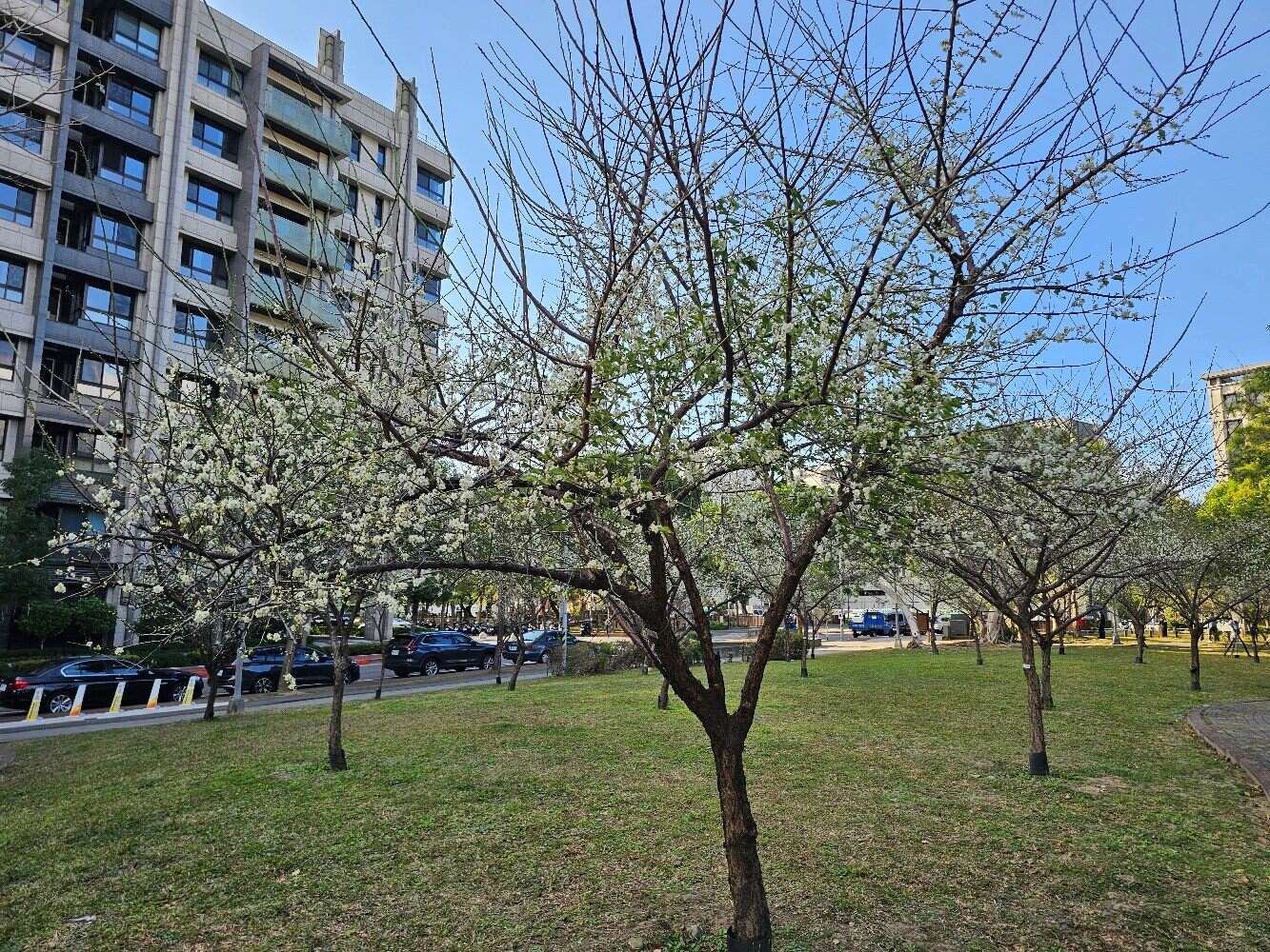 梅が見ごろに 逸仙公園や奇岩公園で春を告げる