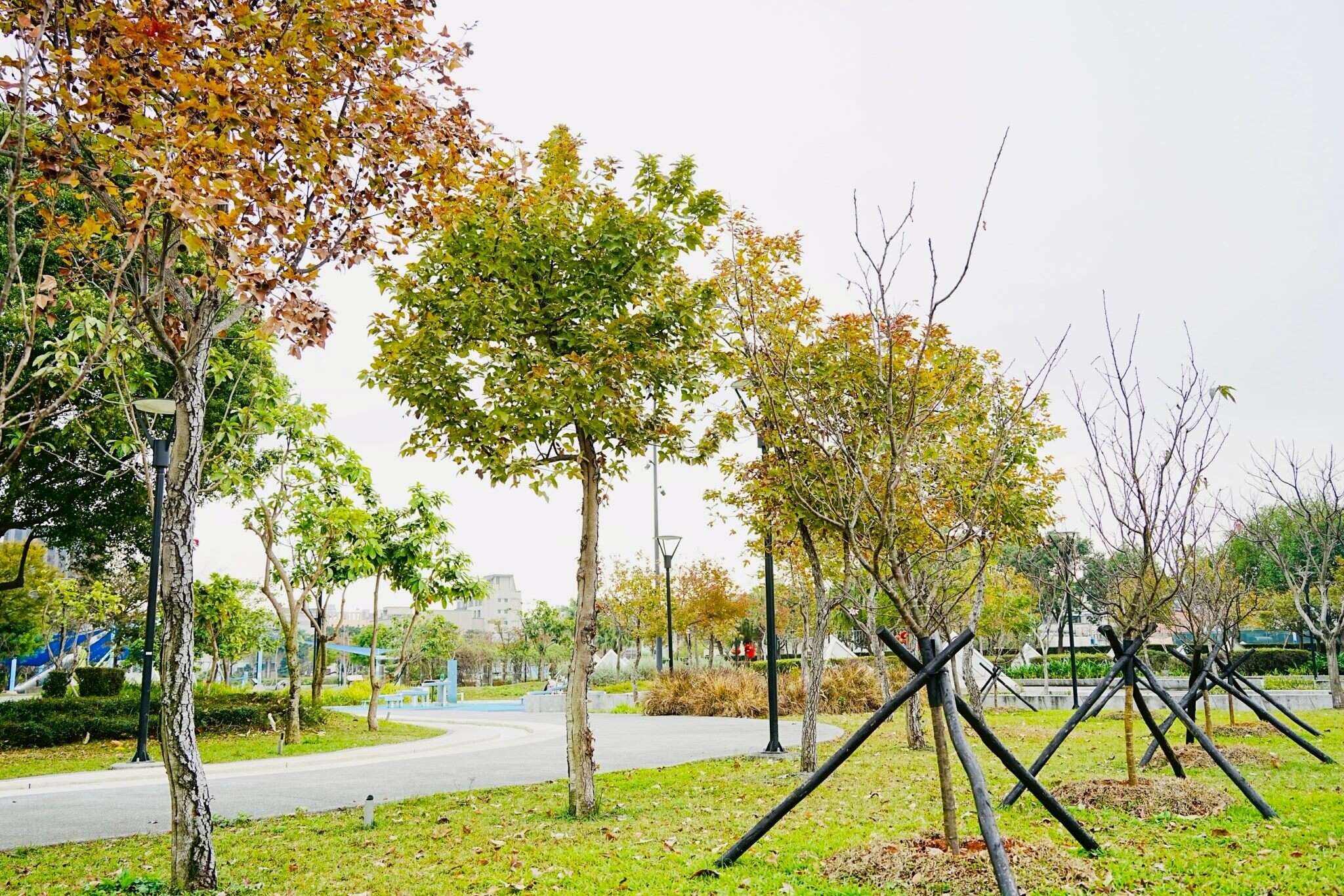 公園楓香樹與新植富士櫻林（圖片來源：臺北市政府工務局衛生下水道工程處）