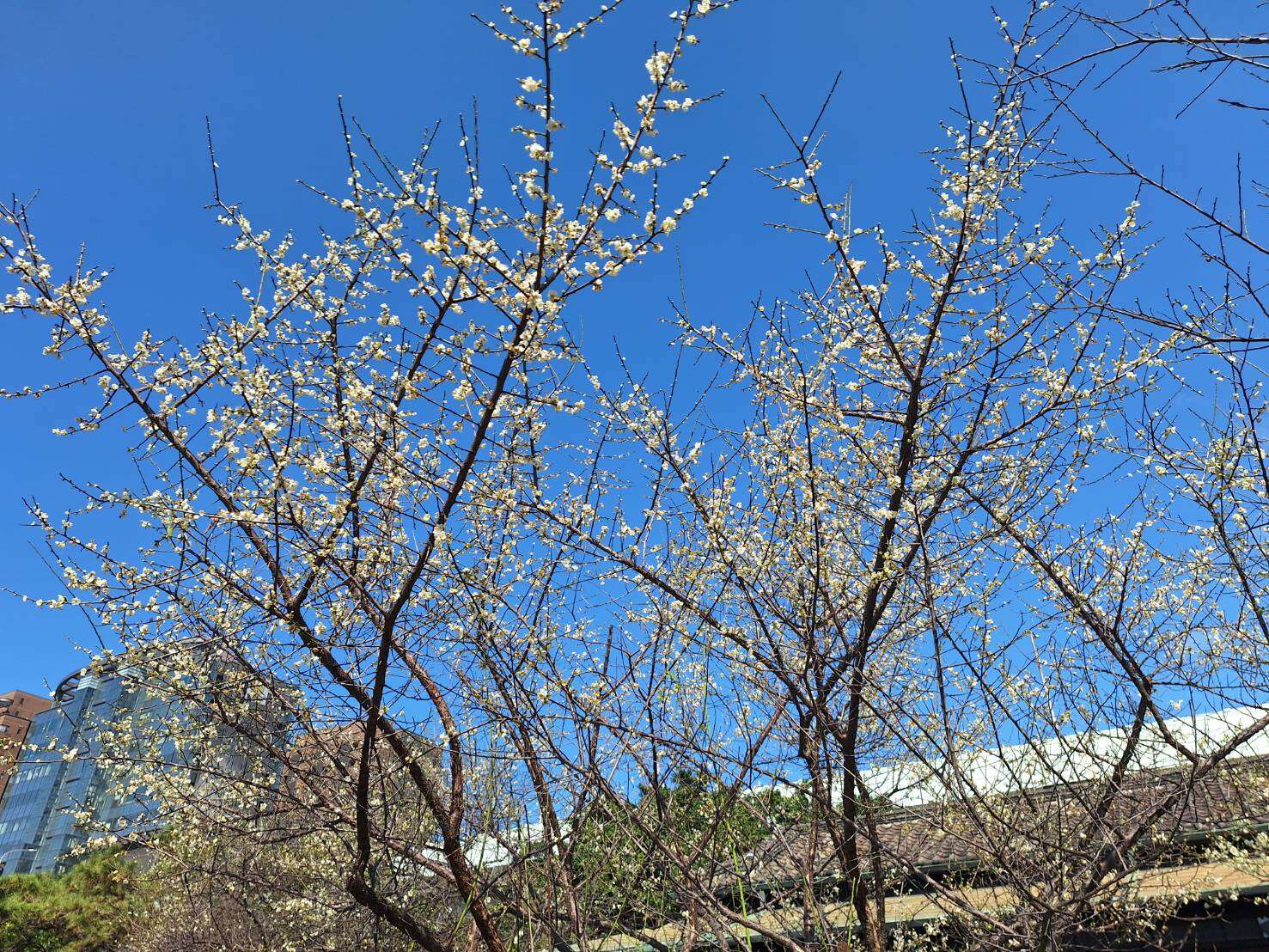 이셴 공원, 치옌 공원의 매화시즌, 봄의 시작을 알리다