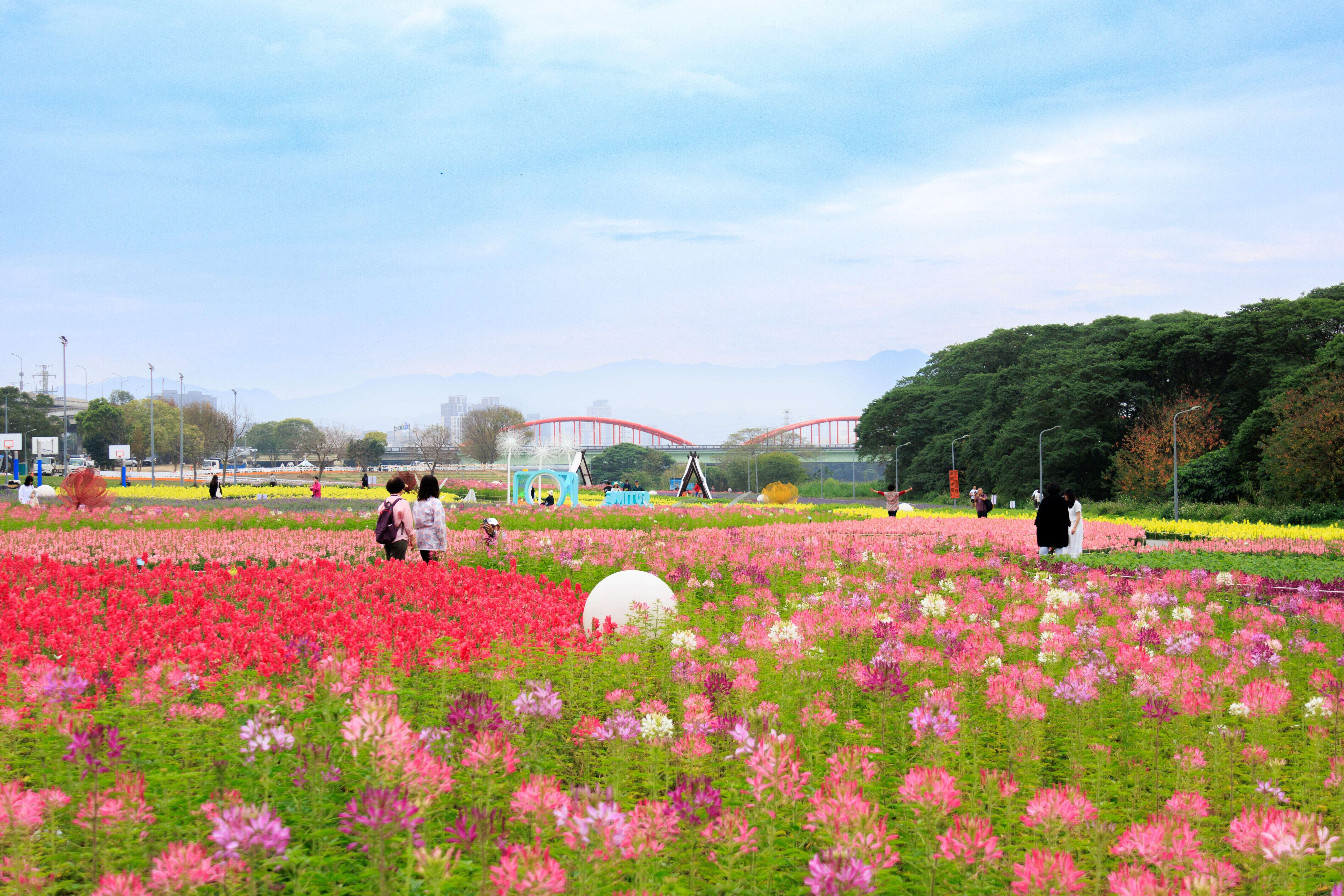 古亭河濱花海 賞花到今年3月底（圖片來源：臺北市政府工務局水利工程處）