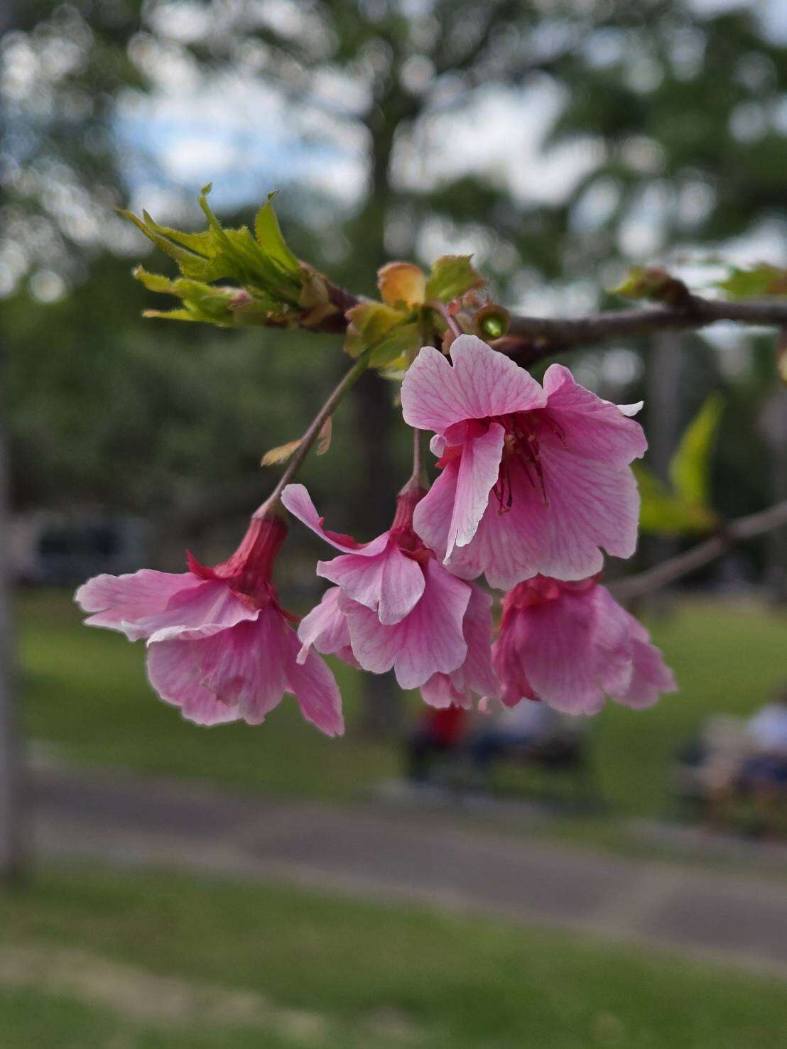 盛开中的河津樱花朵，花色鲜艳浓粉、花瓣厚实（图片来源：台北市政府工务局公园路灯工程管理处）