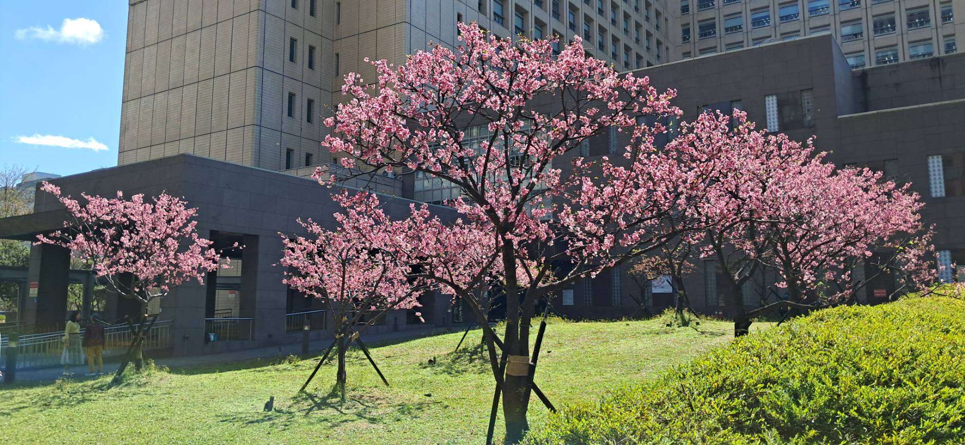 市府周边樱花盛开-侧拍。（图片来源：台北市政府工务局公园路灯工程管理处）