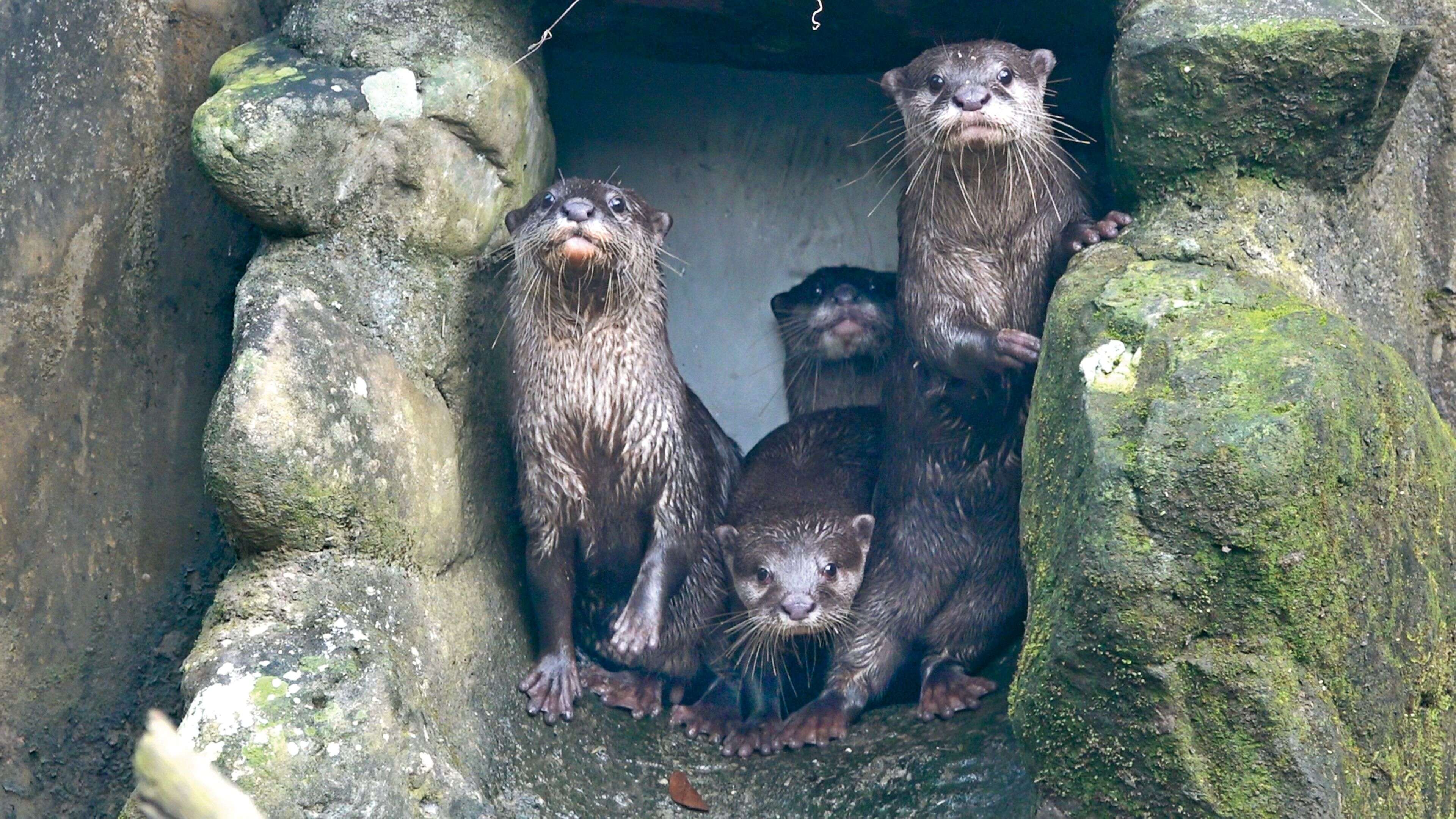 P32-35-寫真-2@台北市立動物園-水獺手足在岩洞口好奇張望。