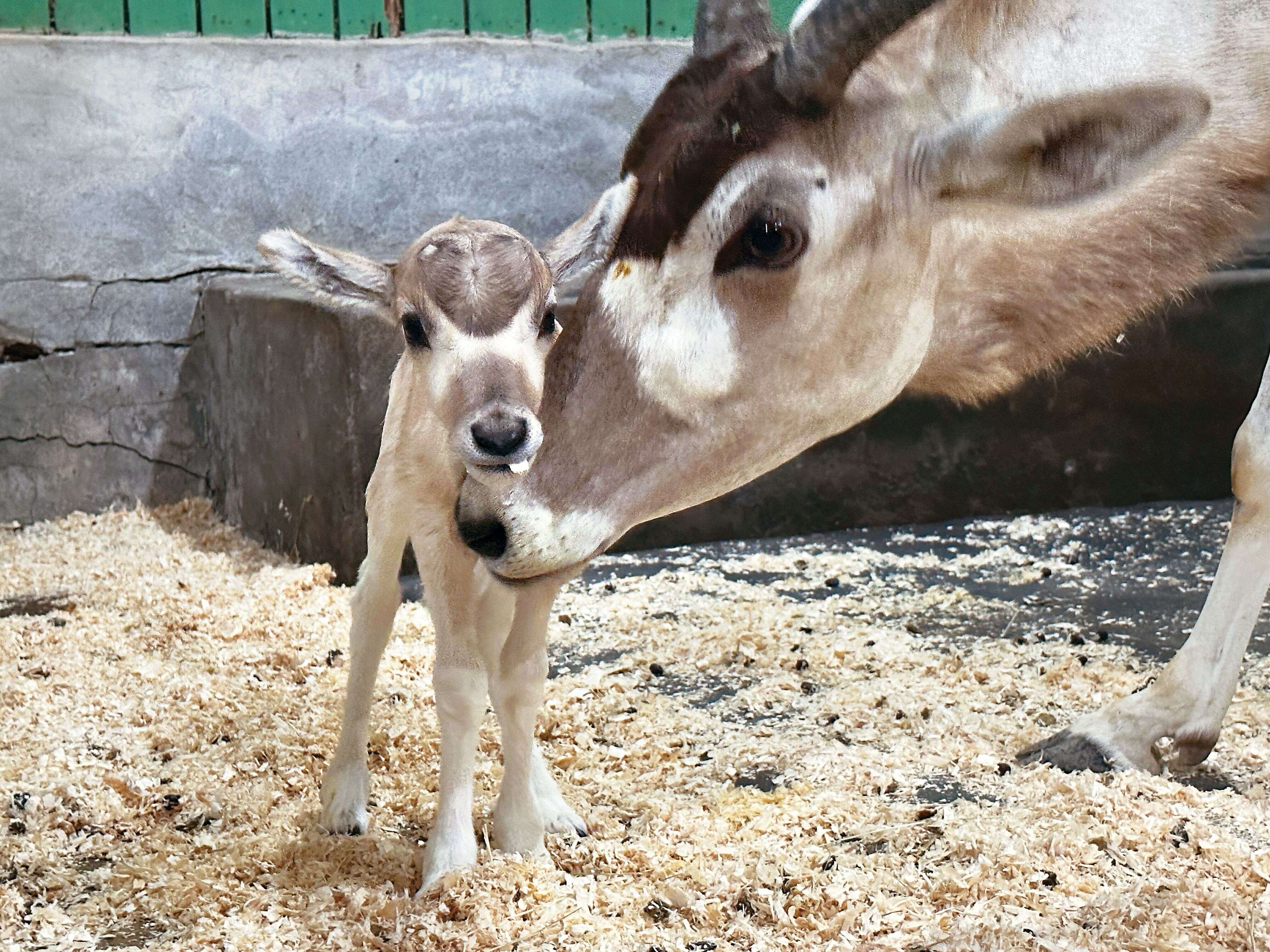 P32-35-寫真-5@台北市立動物園-弓角羚羊溫柔貼近新生幼兒。