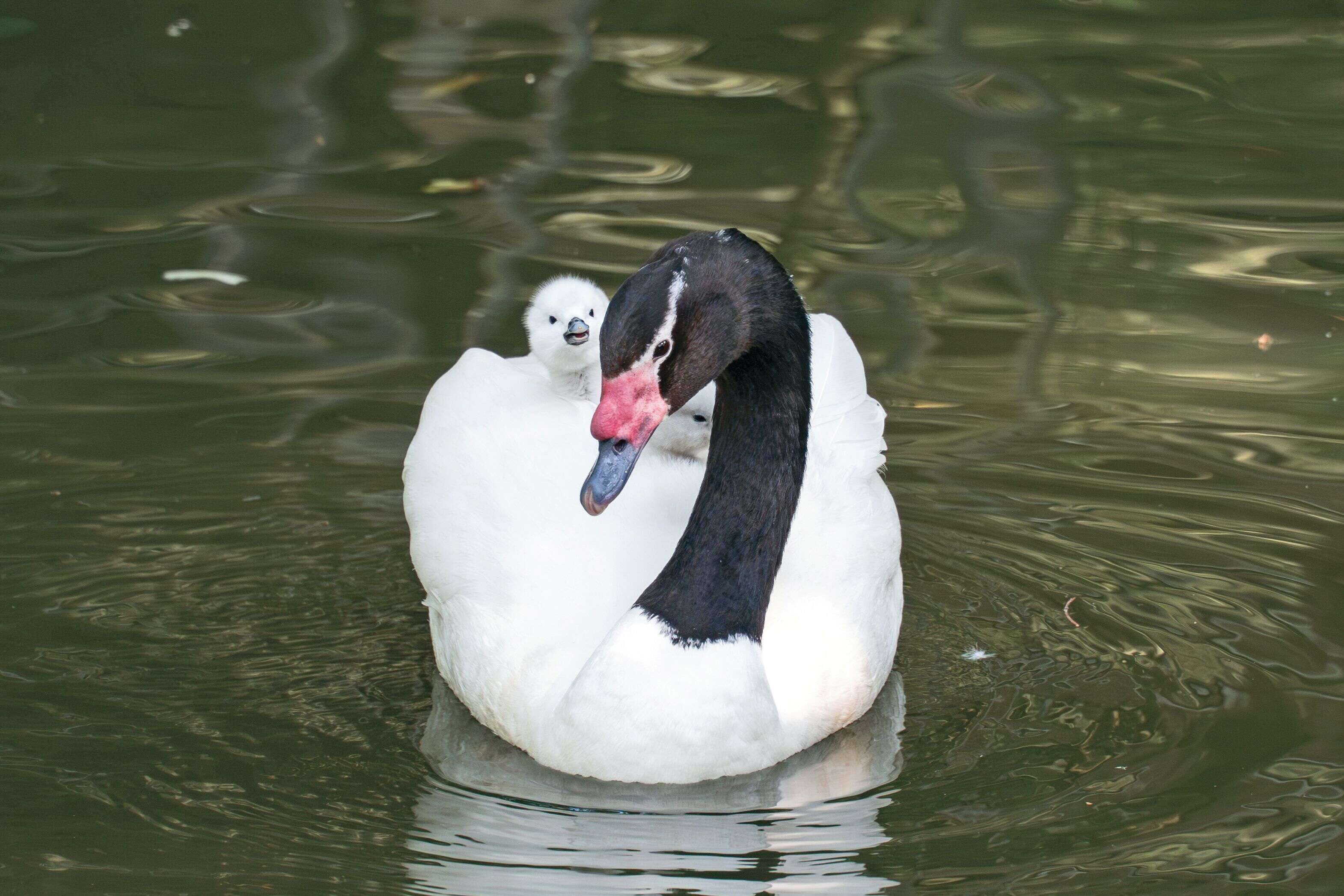 P32-35-寫真-7@台北市立動物園-黑頸天鵝為幼鳥築起一座流動的庇護所。