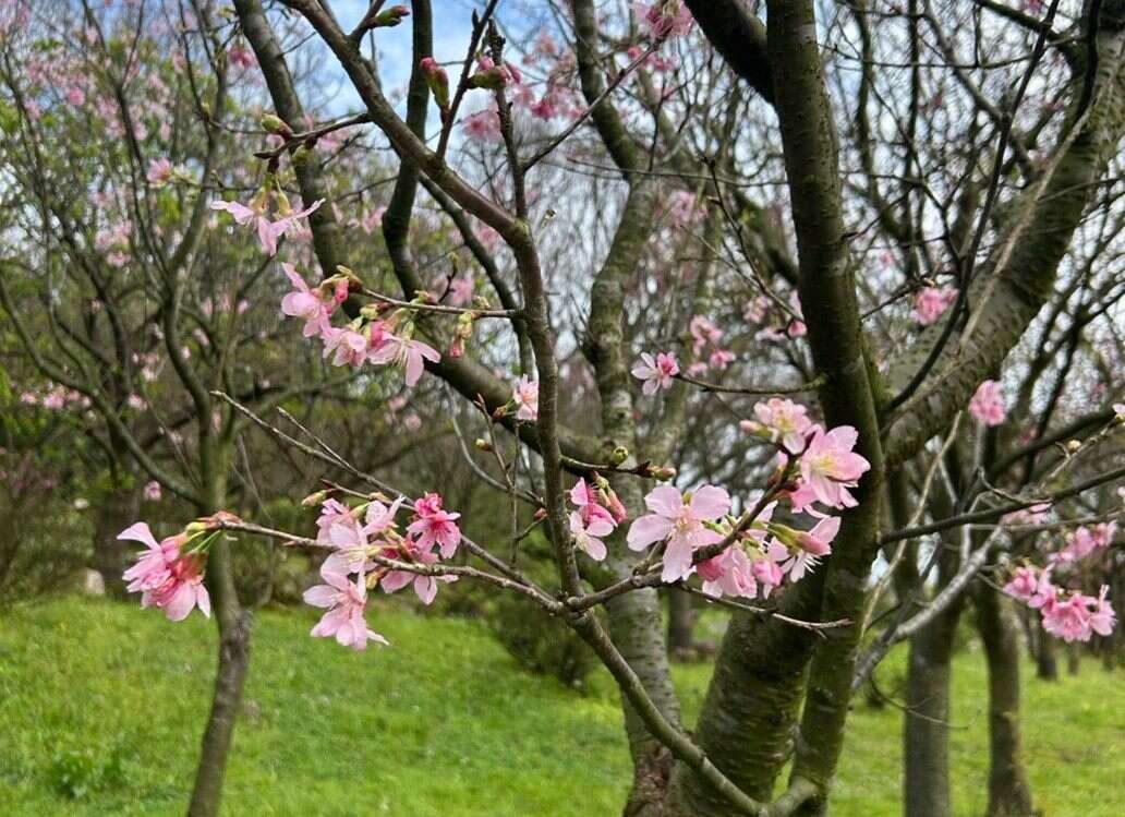 櫻花特寫（圖片來源：臺北市政府工務局公園路燈工程管理處）