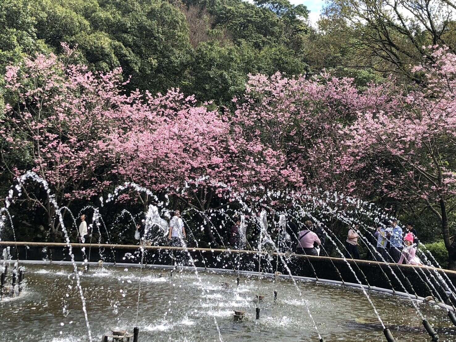 昭和櫻盛開（圖片來源：臺北市政府工務局公園路燈工程管理處）