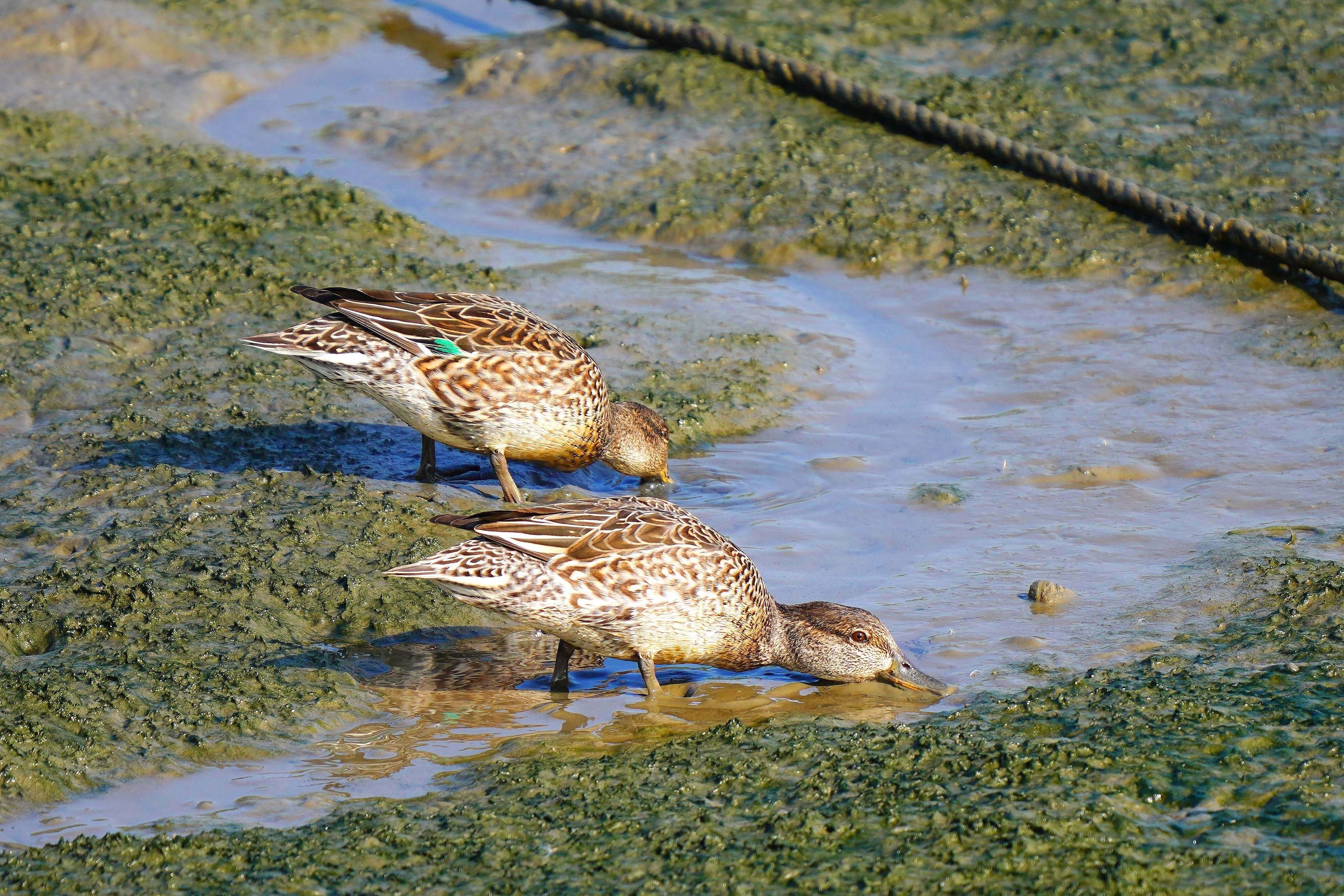 Taipei’s Winter Migratory Bird Spectacle: Shezidao Wetland Sees Record-Breaking Numbers of Common Snipes.