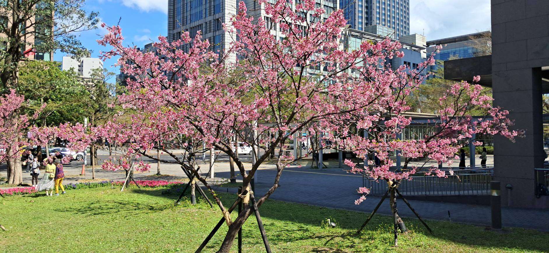 市政府周辺のフジザクラが開花 散歩しながら花見を
