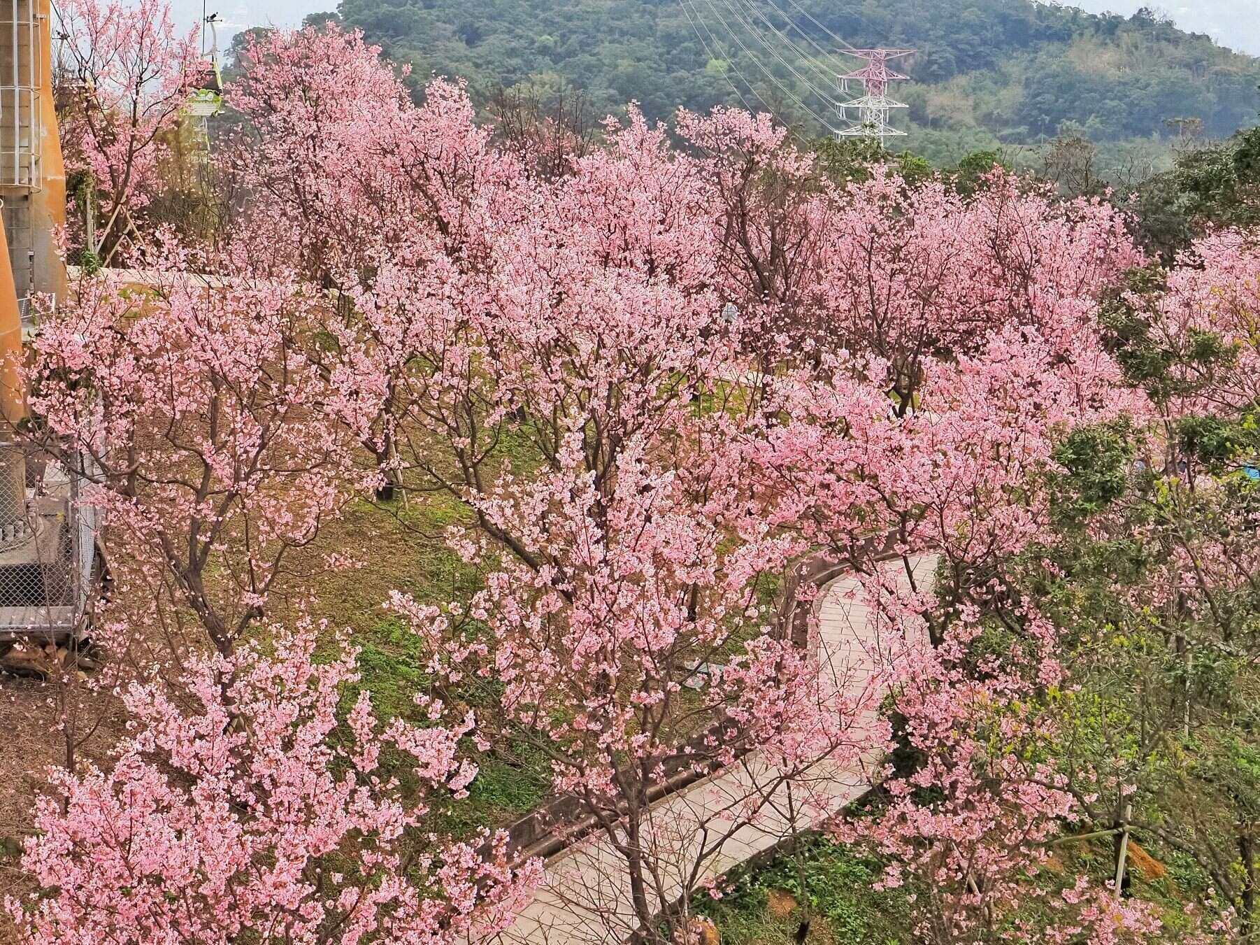 指南宮周邊山坡櫻花盛開，沿山坡鋪展出粉色春景。（圖片來源：臺北市政府工務局大地工程處）