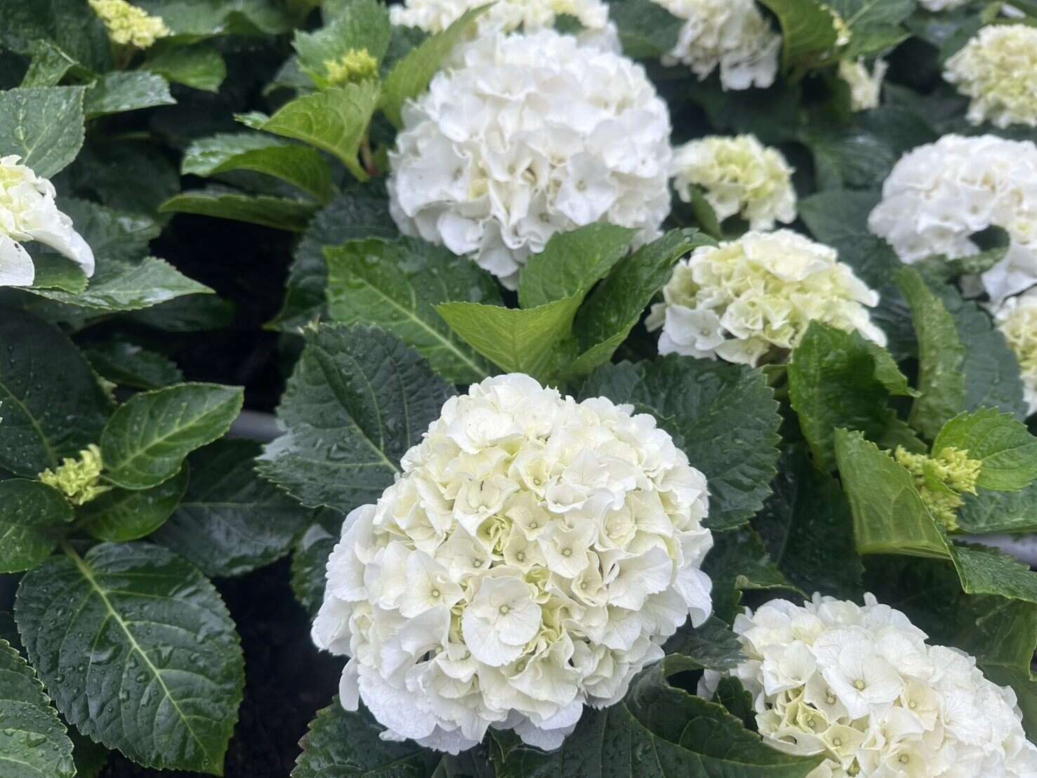 純白色的「ICE BOY」繡球花，您在杜鵑花心可以找到他的蹤跡（圖片來源：臺北市政府工務局公園路燈工程管理處）