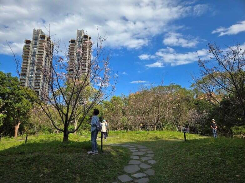 분홍빛 벚꽃 바다 로맨틱 오픈, 다안 선린공원에서 만나는 2가지 벚꽃