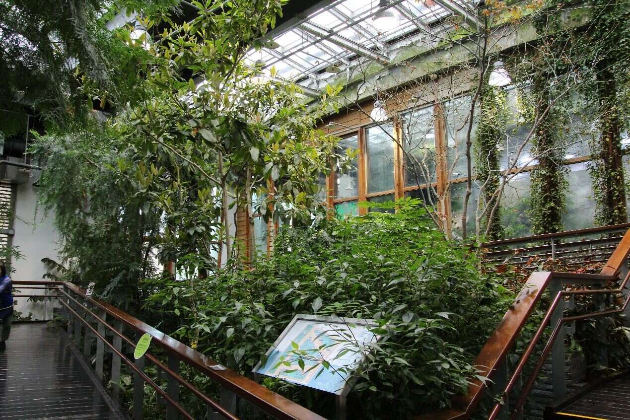 紅檜位於典藏植物園溫帶植物區，不用上高山即可欣賞優美樹形（圖片來源：臺北市政府工務局公園路燈工程管理處）