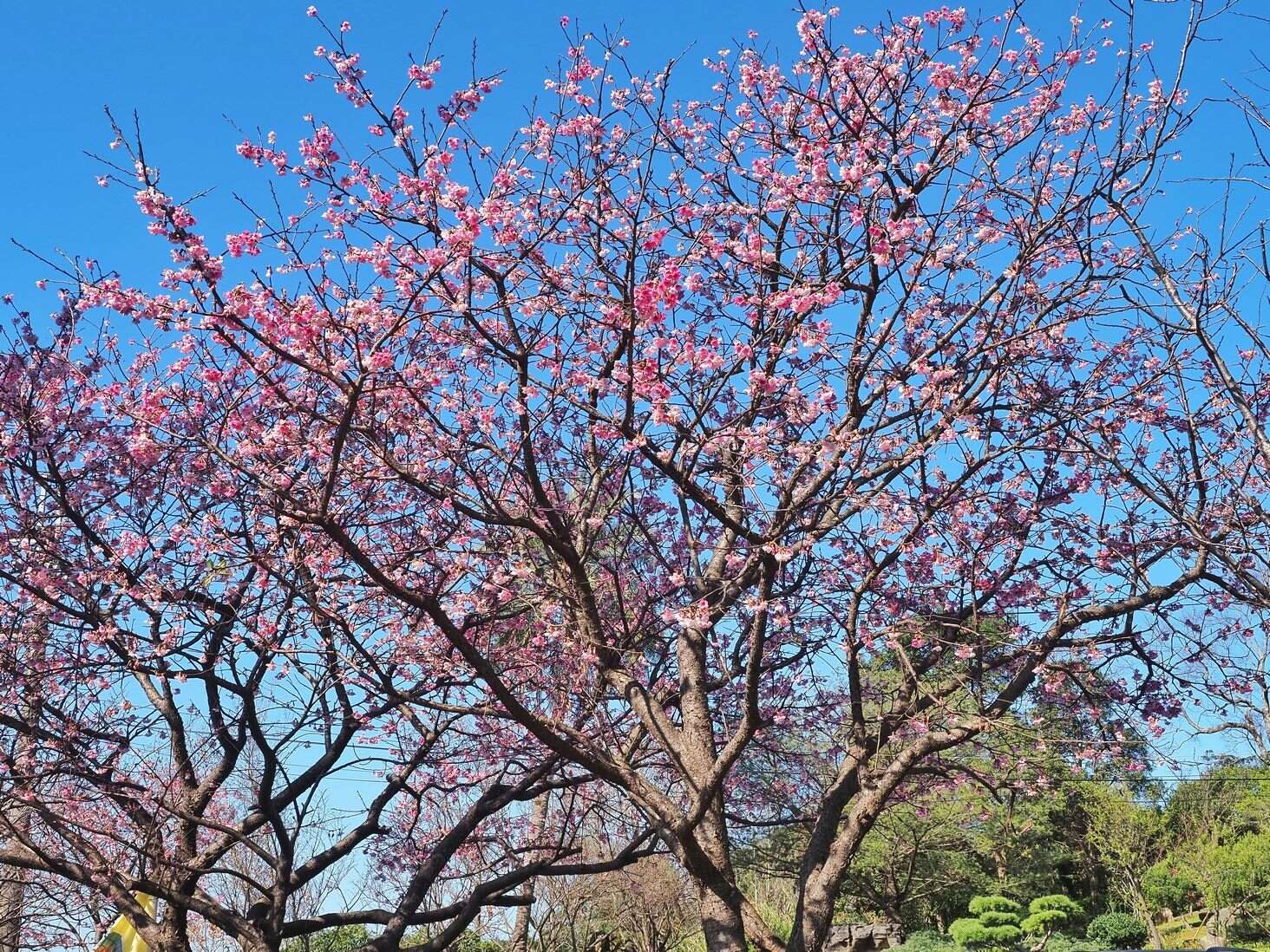 ルピナスの花が見頃を終え、指南風景区では桜が次々と開花