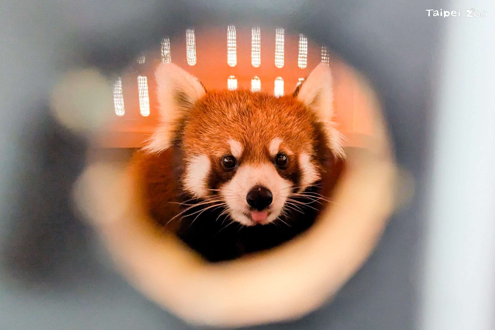 日本から来たレッサーパンダ「茜茜（シーシー）」、台北市立動物園に到着