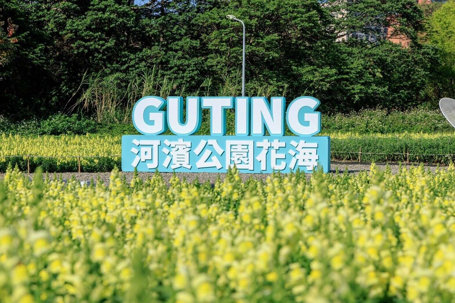 240,000 Flowers Bloom into a Stunning Sea of Flowers at Guting Riverside Park, Taipei’s Own “Provence.”