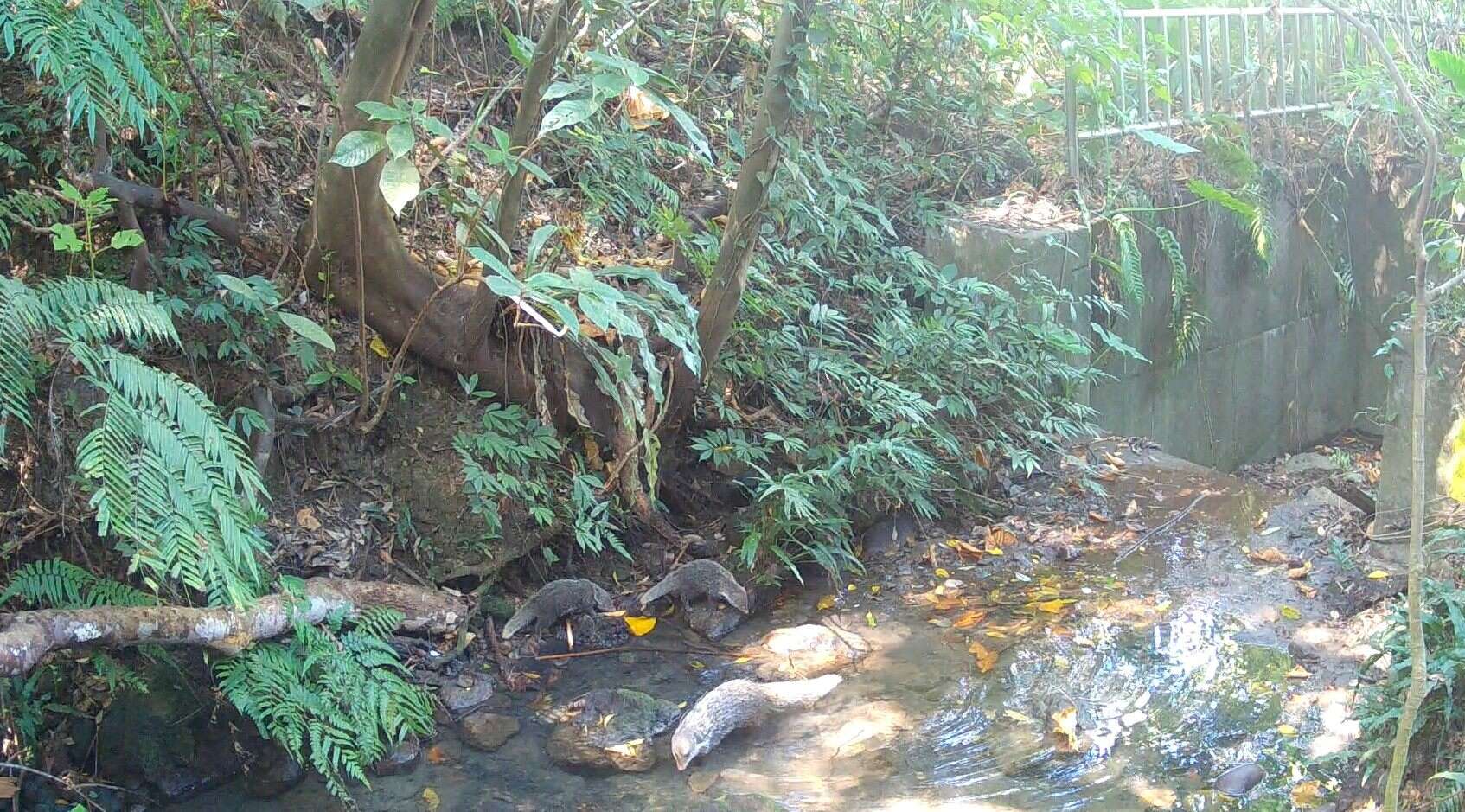 From “Concrete Ditch” to “Ecological Corridor”: One Year After the Zhinan River Bank Restoration Project, Results Shine as the Endangered Yellow-margined Box Turtle Reappears
