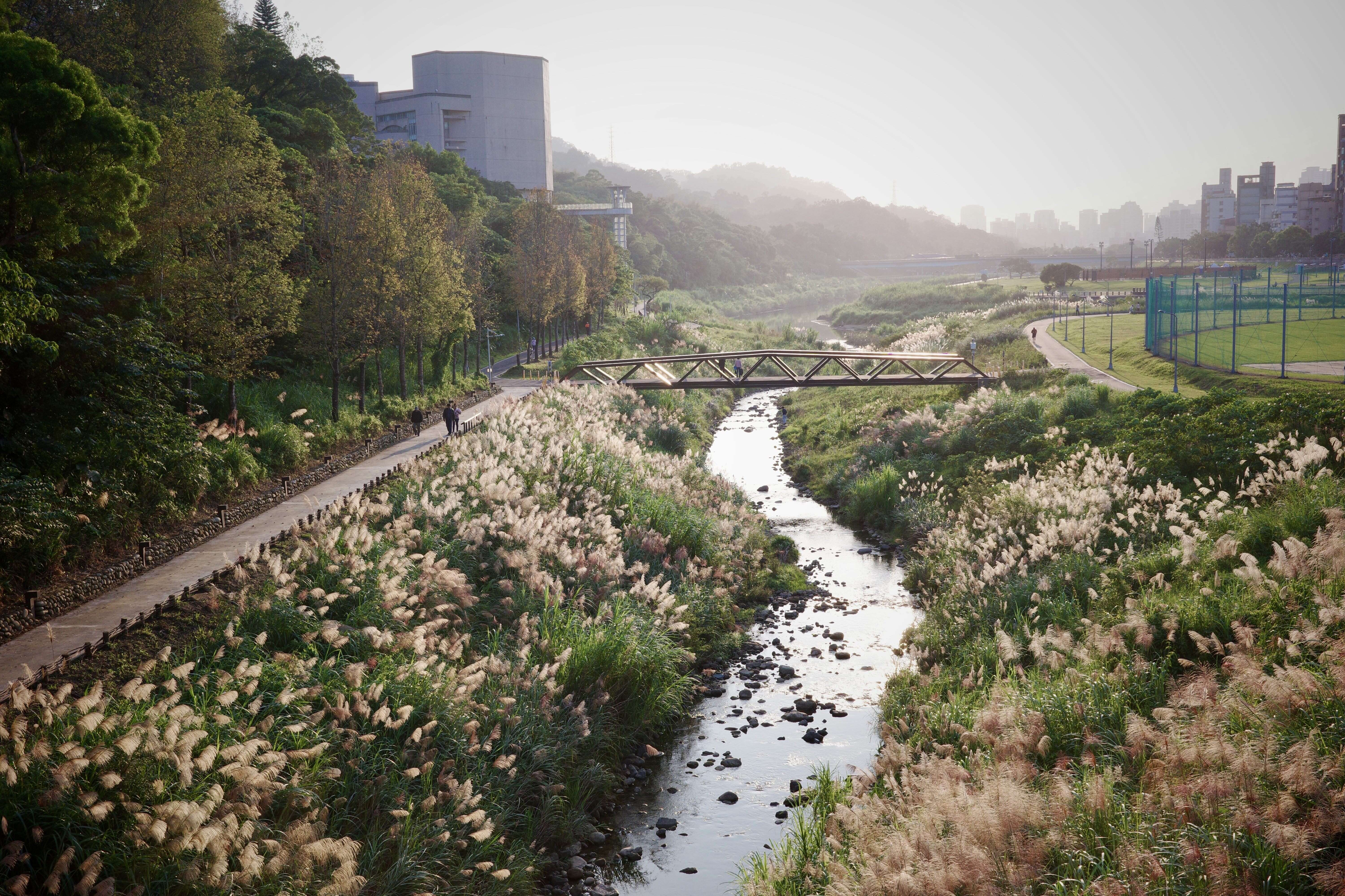 From “Concrete Ditch” to “Ecological Corridor”: One Year After the Zhinan River Bank Restoration Project, Results Shine as the Endangered Yellow-margined Box Turtle Reappears