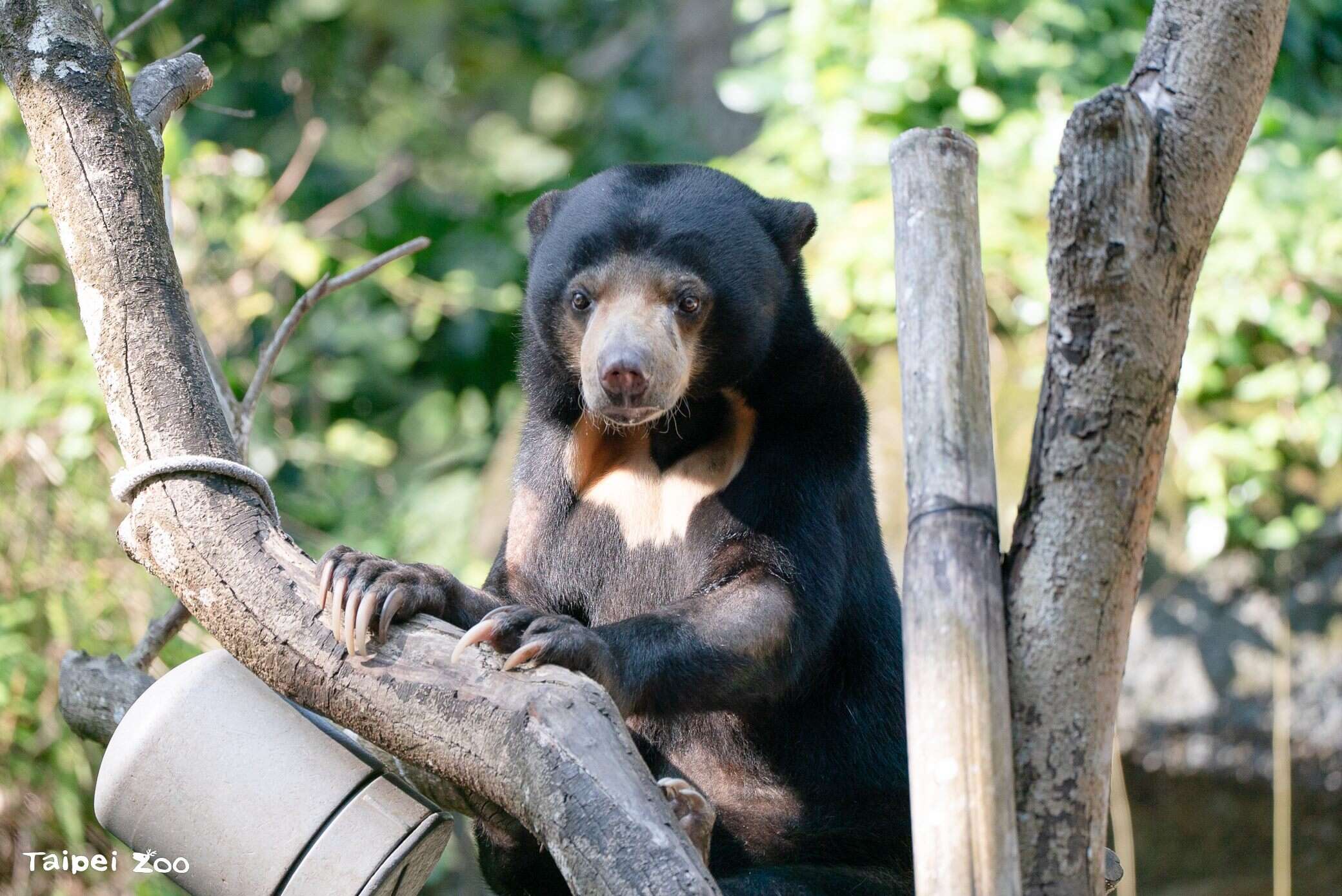 馬來熊小熊妹爬樹（攝於臺北市立動物園）（圖片來源：臺北市立動物園）
