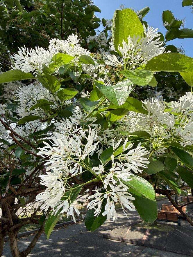 流苏花,细长雪白的花瓣宛如古代仕女华服上的流苏装饰（图片来源：台北市政府工务局公园路灯工程管理处）