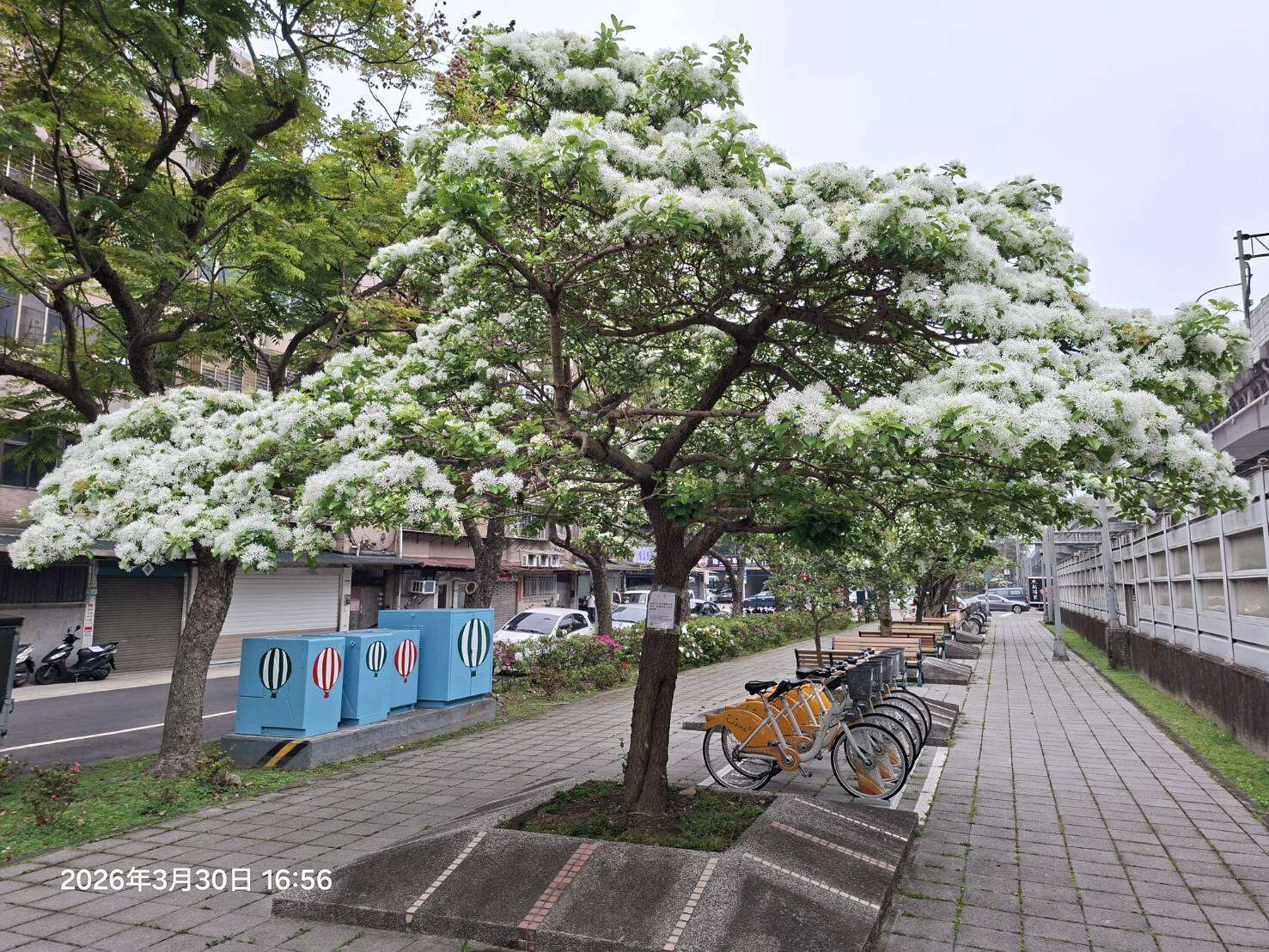 周美公园流苏花盛开，宛如白雪覆盖枝头，景致浪漫迷人（图片来源：台北市政府工务局公园路灯工程管理处）