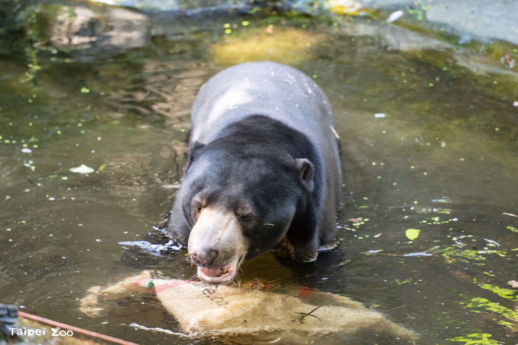 Sun Bear Siblings Missy Bear and Xiong Ba Arrive S