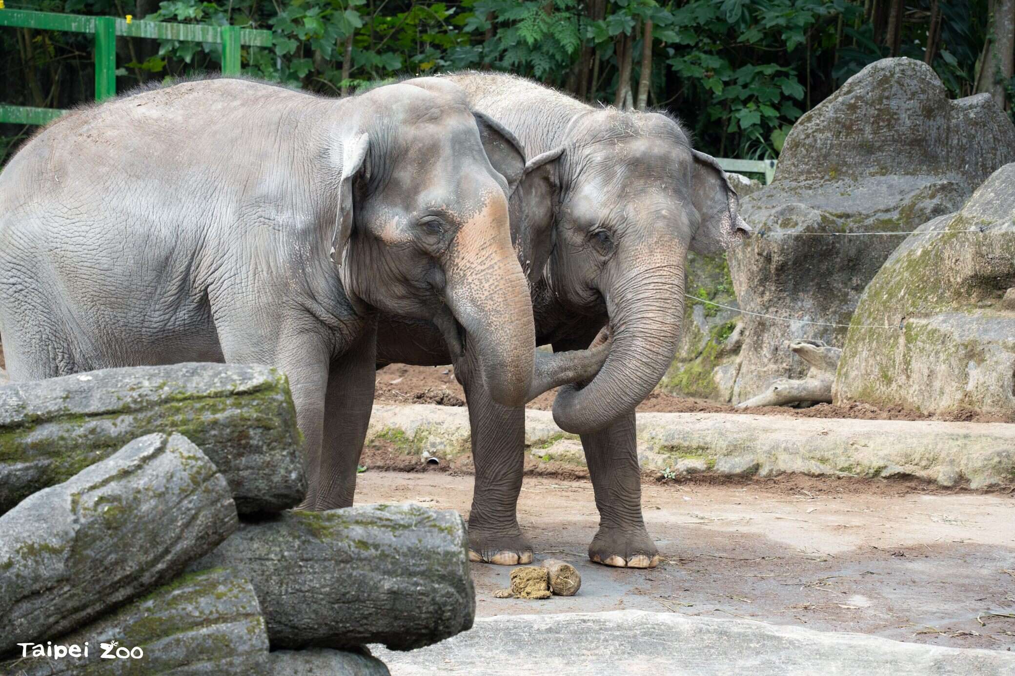 Getting to Know Each Other by Scent: Taipei Zoo's